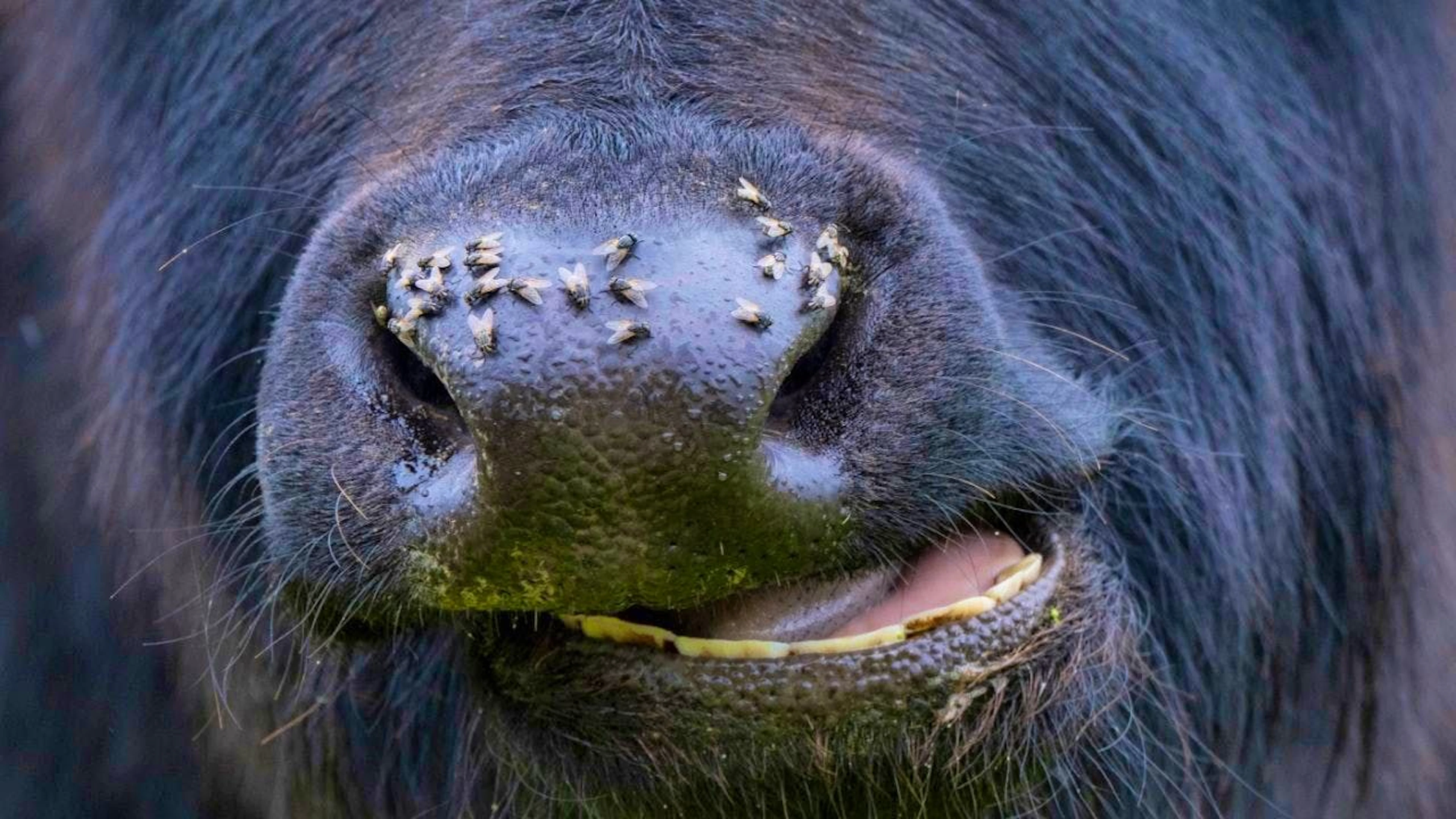 Whether insect or mammal: According to a new study, the rhythm of animal speech is surprisingly similar. (Stock image)
