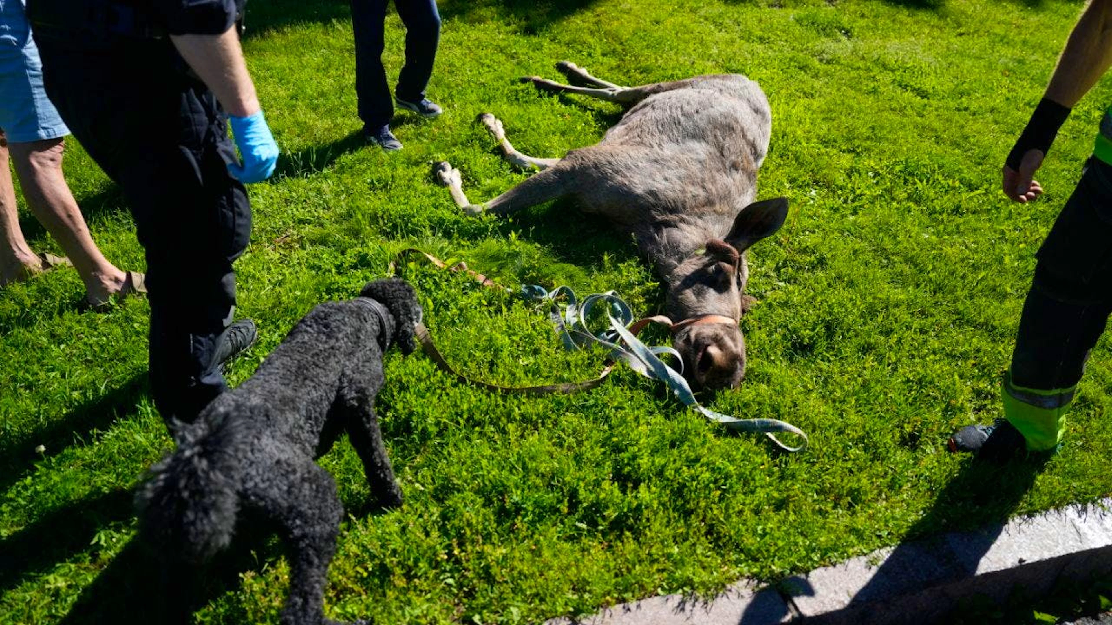 Des habitants examinent un élan mort, abattu par l’autorité de la faune après s’être aventuré dans un parc à Oslo jeudi.