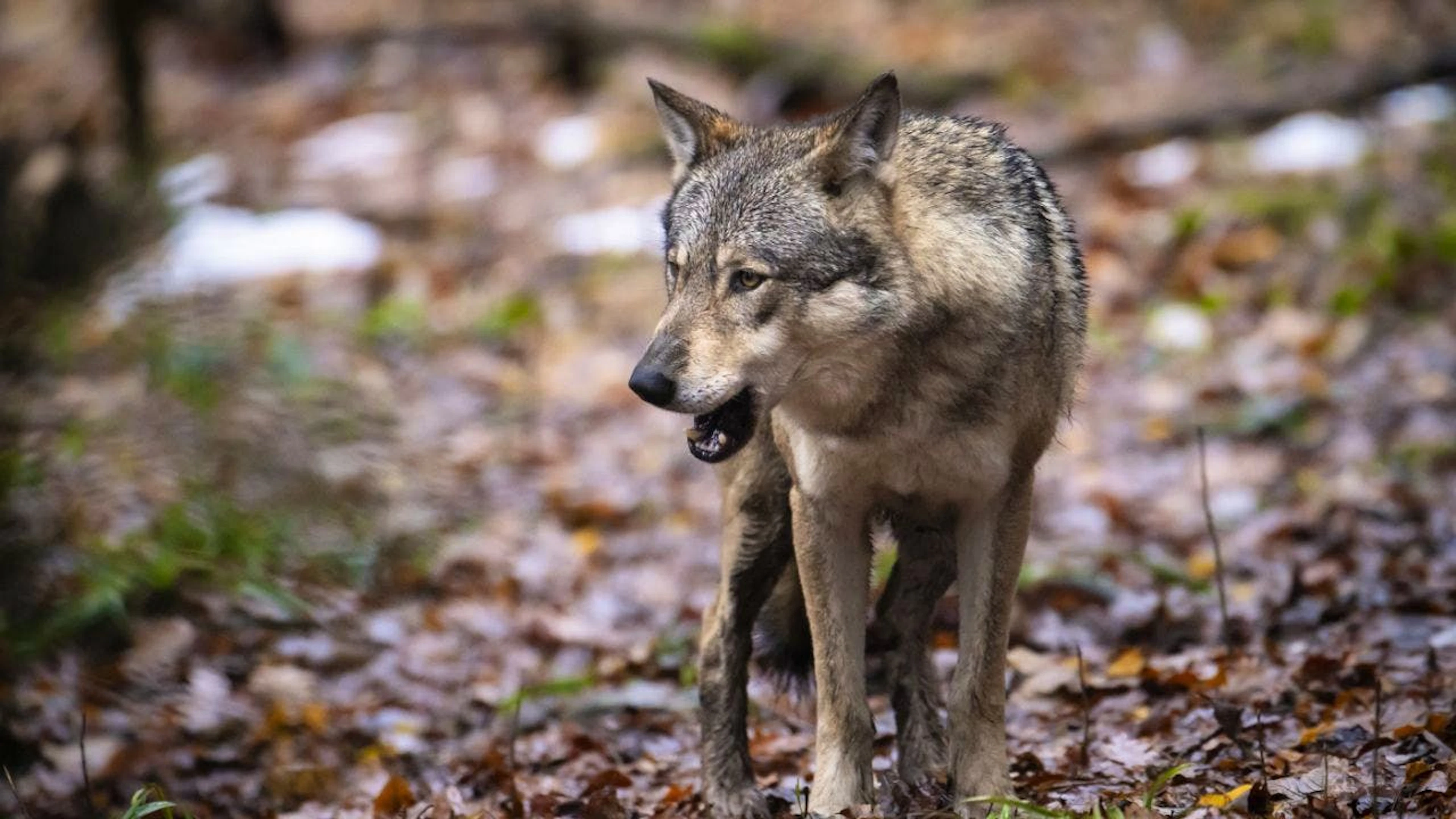 La prédation est probablement liée à la meute de Jougne-Suchet, dont la présence a déjà été identifiée dans le secteur (image symbolique).
