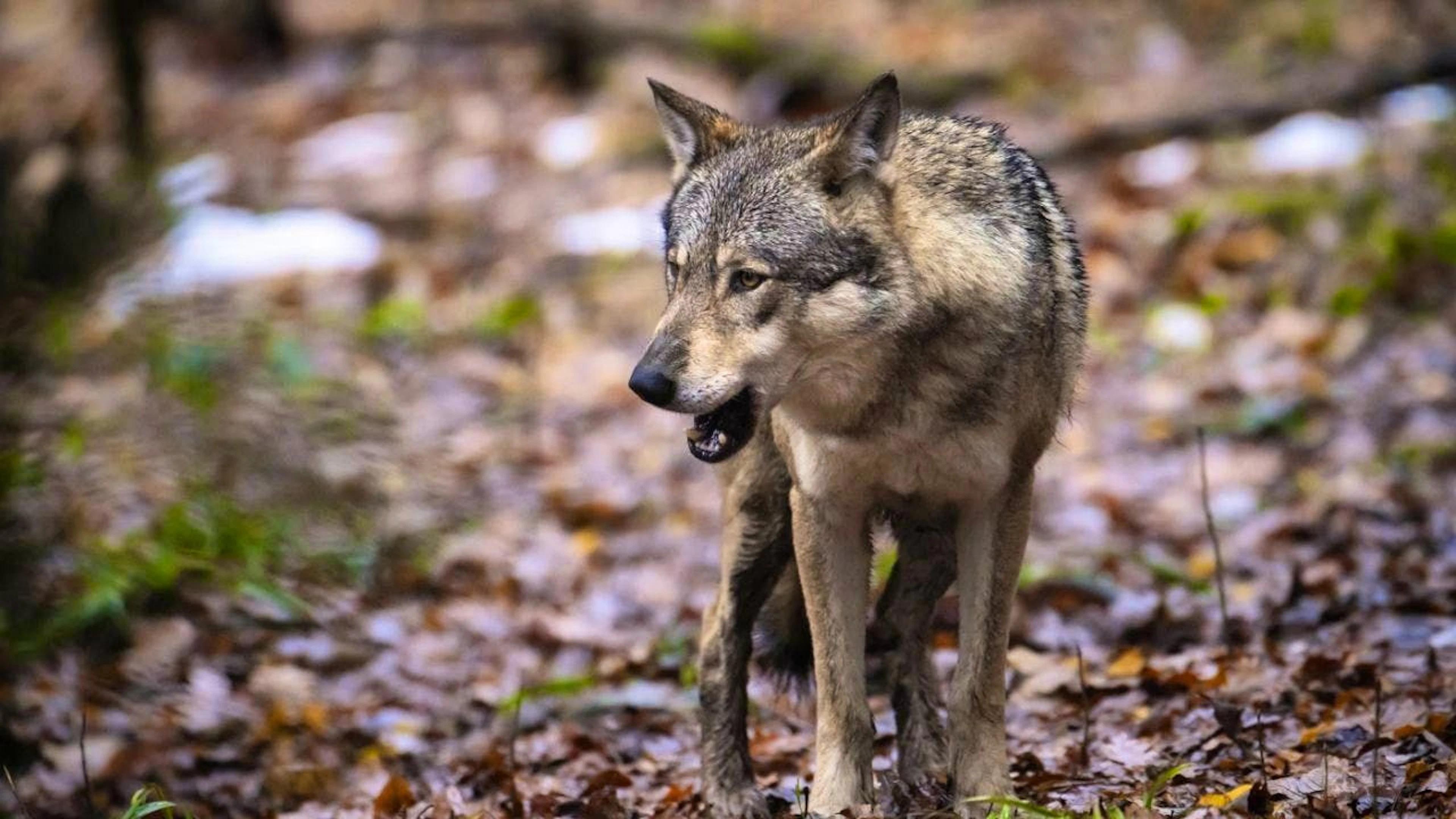 A wolf from the Jougne-Suchet pack in the canton of Vaud is believed to be responsible for the attack on the cattle herd in the Neuchâtel Jura. (Stock photo)