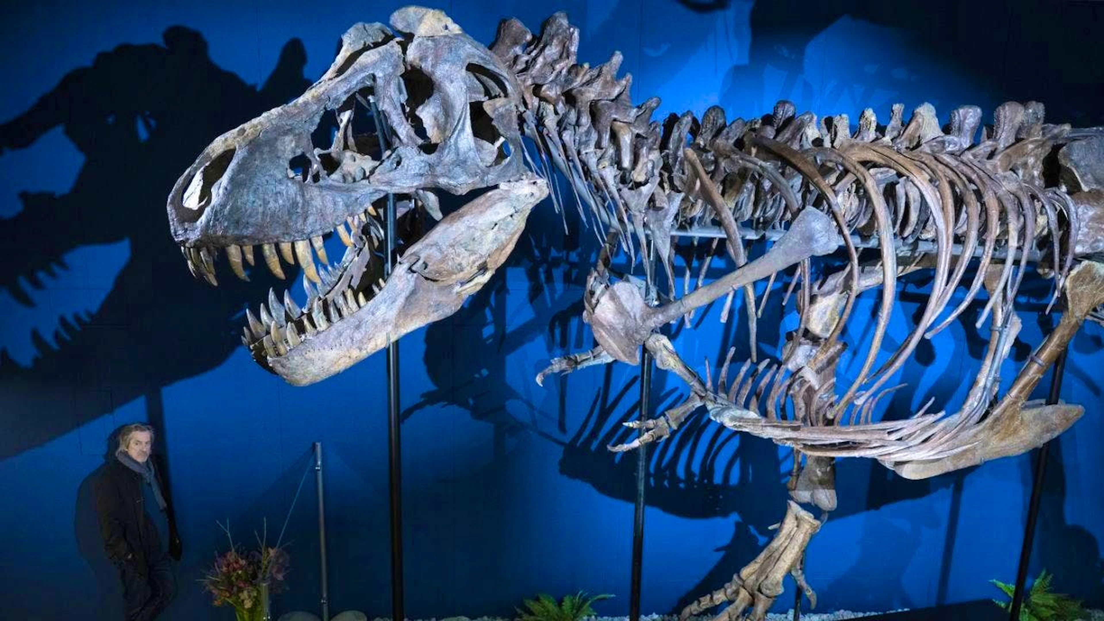 The skeleton of a T-Rex dinosaur at the Aathal Dinosaur Museum in Switzerland (2024). A handbag made from T-Rex skin allegedly produced from T-Rex collagen cells failed to find a buyer at an auction in Paris