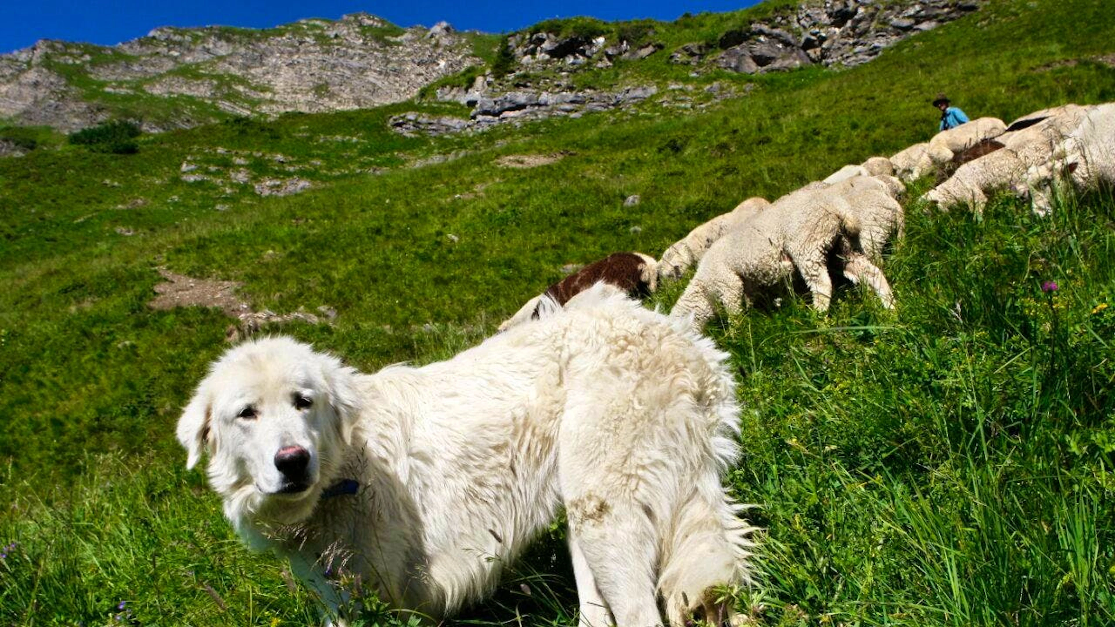 Le Conseil d'Etat et le Grand Conseil n'ont pas la même vision concernant les chiens appelés à protéger les troupeaux (photo d'archives).