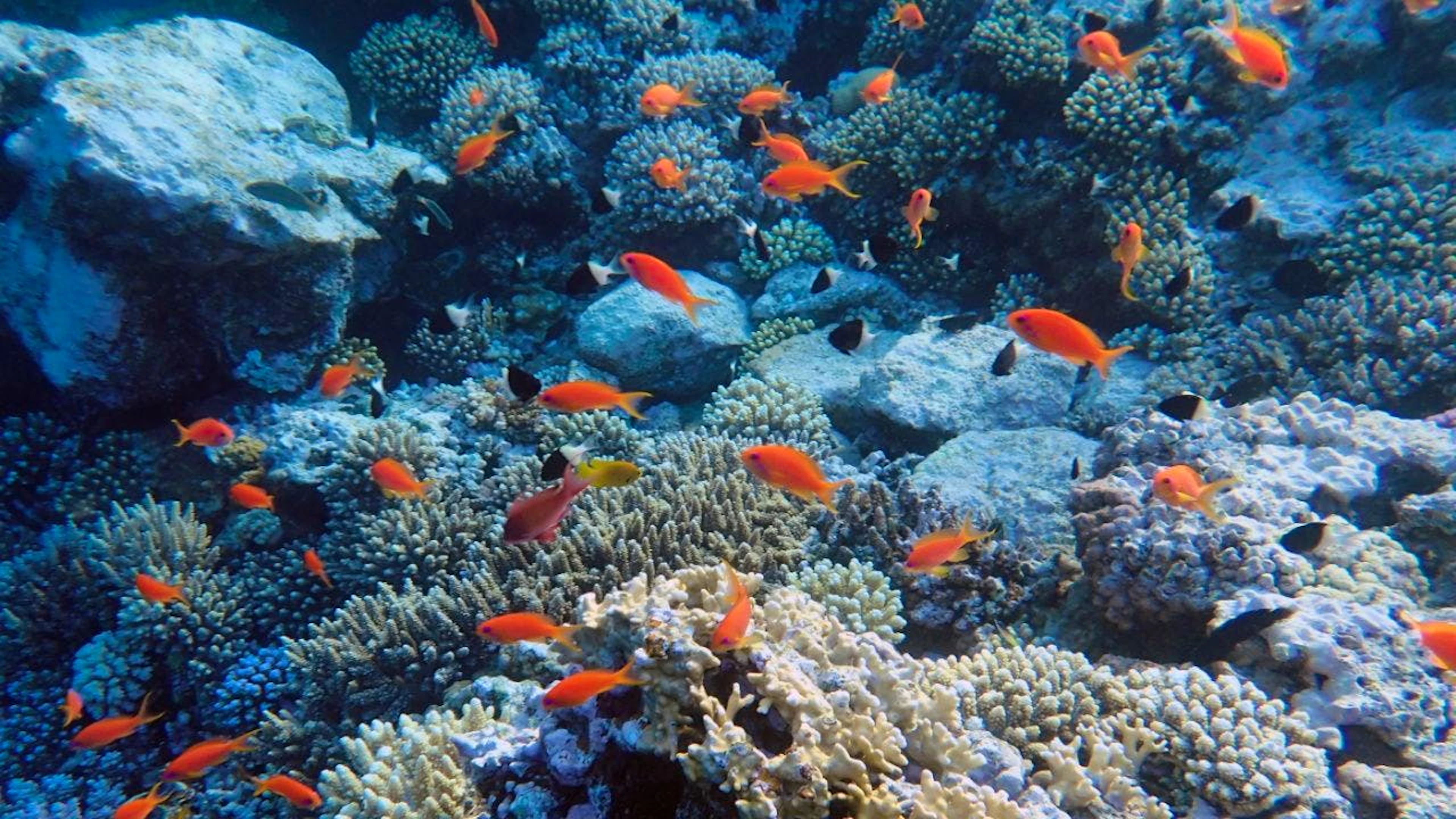 Funktionierende Meeresökosysteme seien zentral für die Speicherung von CO2, schrieb der Bundesrat. (Im Bild: Fische nahe des Yolanda-Riff im Roten Meer, Archiv)