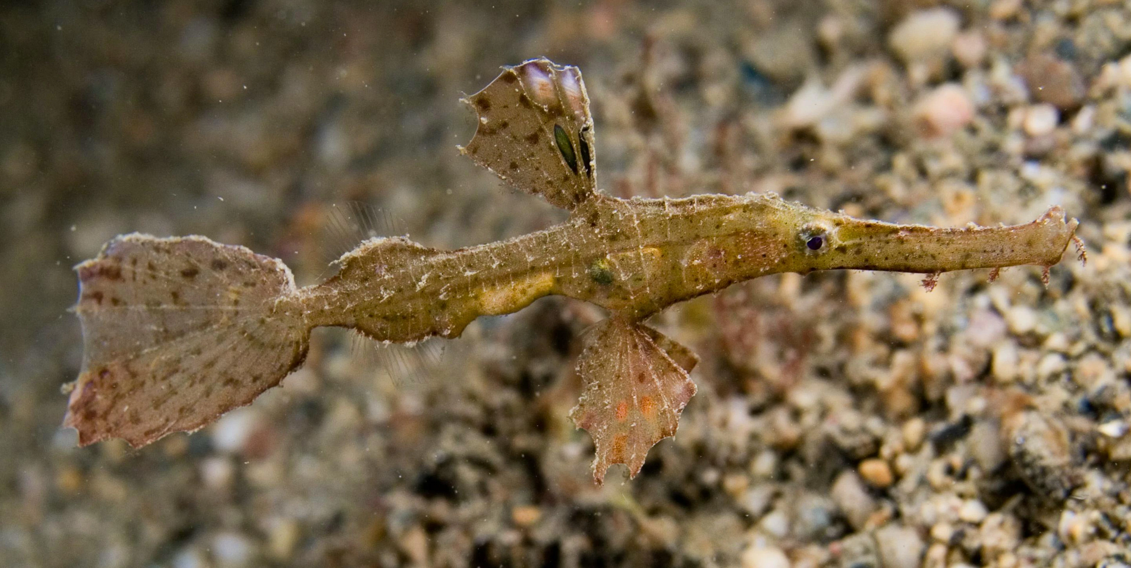 So sehen andere Geisterpfeifenfische aus: Das Jungtier der Art Solenostomus leptosomus unterscheidet sich deutlich vom neu beschriebenen Solenostomus snuffleupagus.