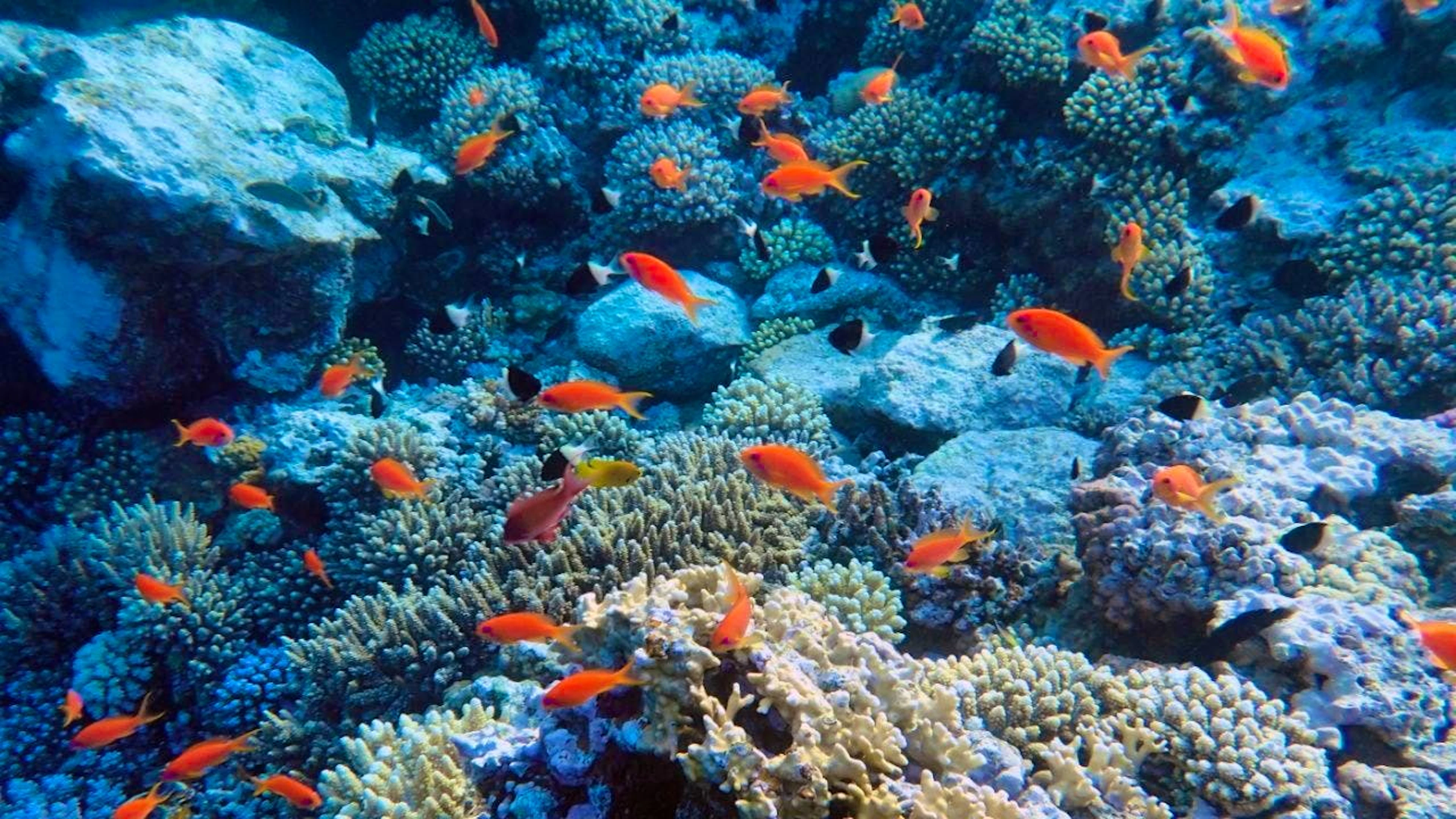 Functioning marine ecosystems are crucial for CO2 storage, the Federal Council wrote. (Pictured: Fish near the Yolanda Reef in the Red Sea, archive)