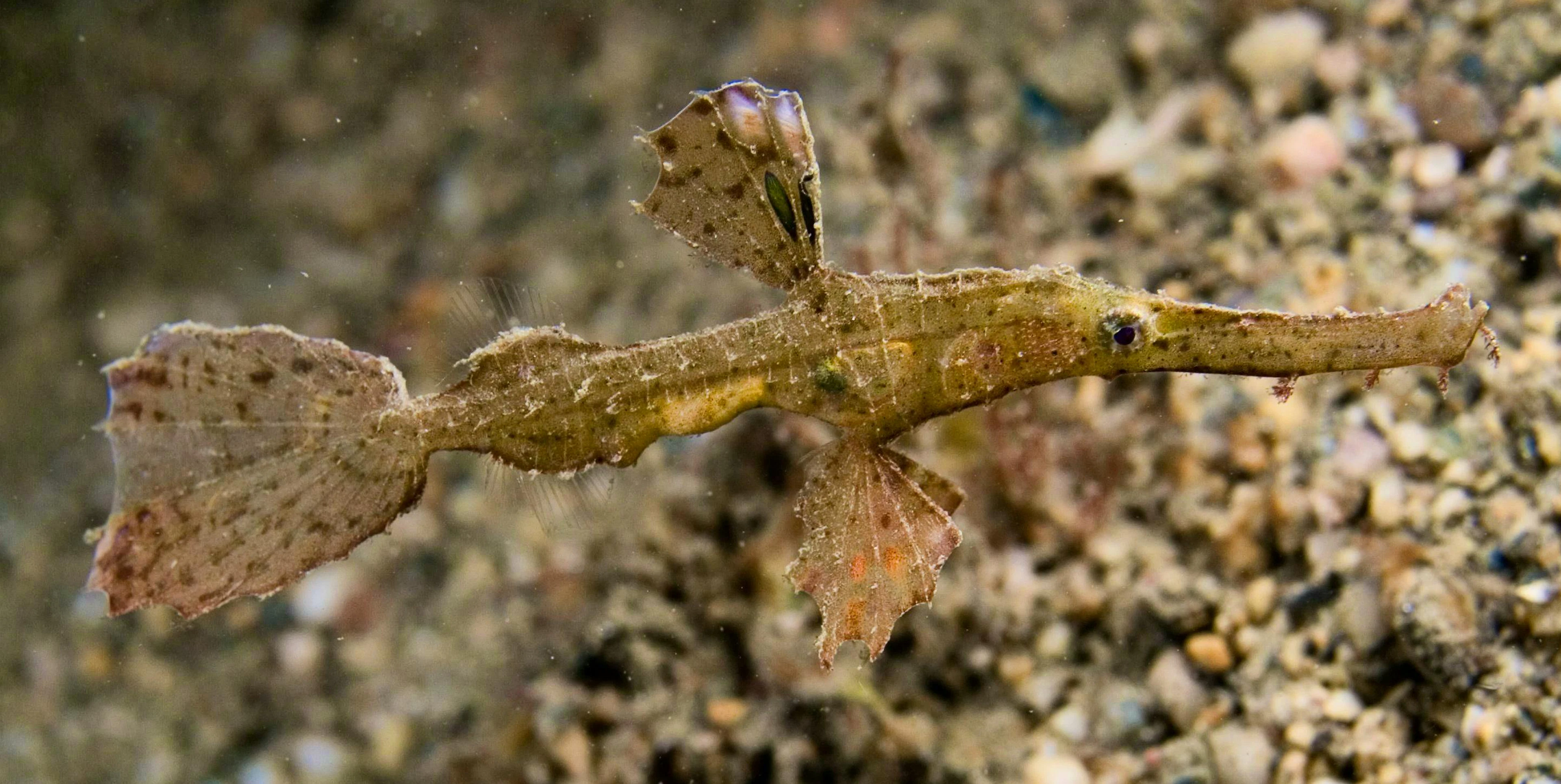 Here’s what other ghost pipefish look like: The juvenile of the species Solenostomus leptosomus differs significantly from the newly described Solenostomus snuffleupagus.