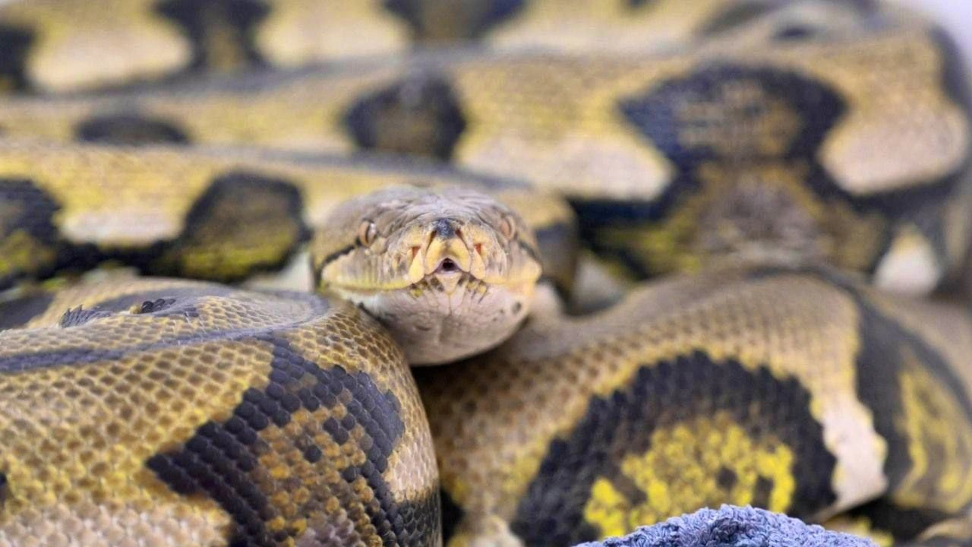 ARCHIVE – A reticulated python at a reptile sanctuary for exotic animals in Munich (Germany). Photo: Felix Hörhager/dpa/Archive image