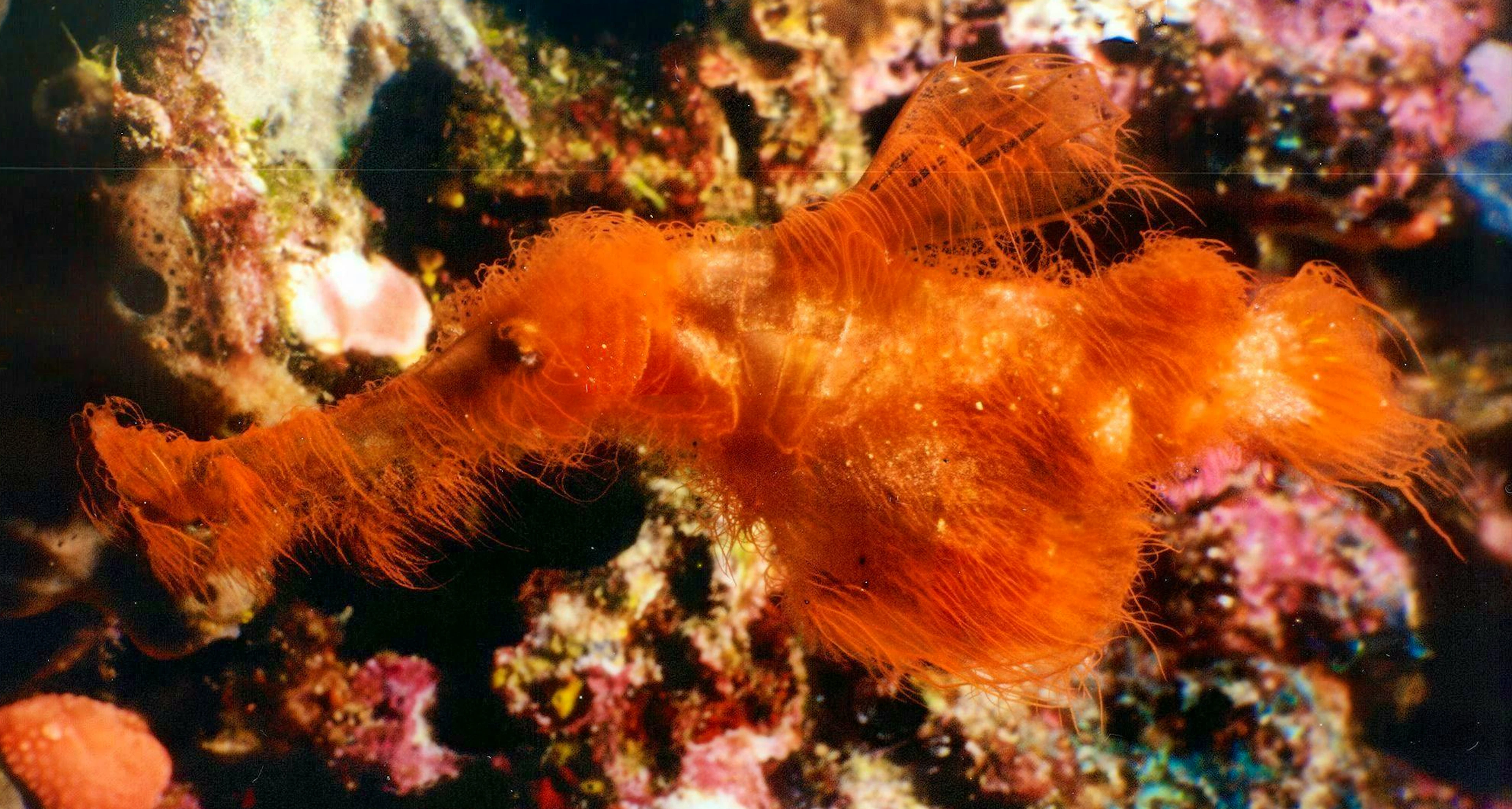 Solenostomus snuffleupagus looks more like a clump of seaweed than a fish. That’s what made it so hard for researchers to find.