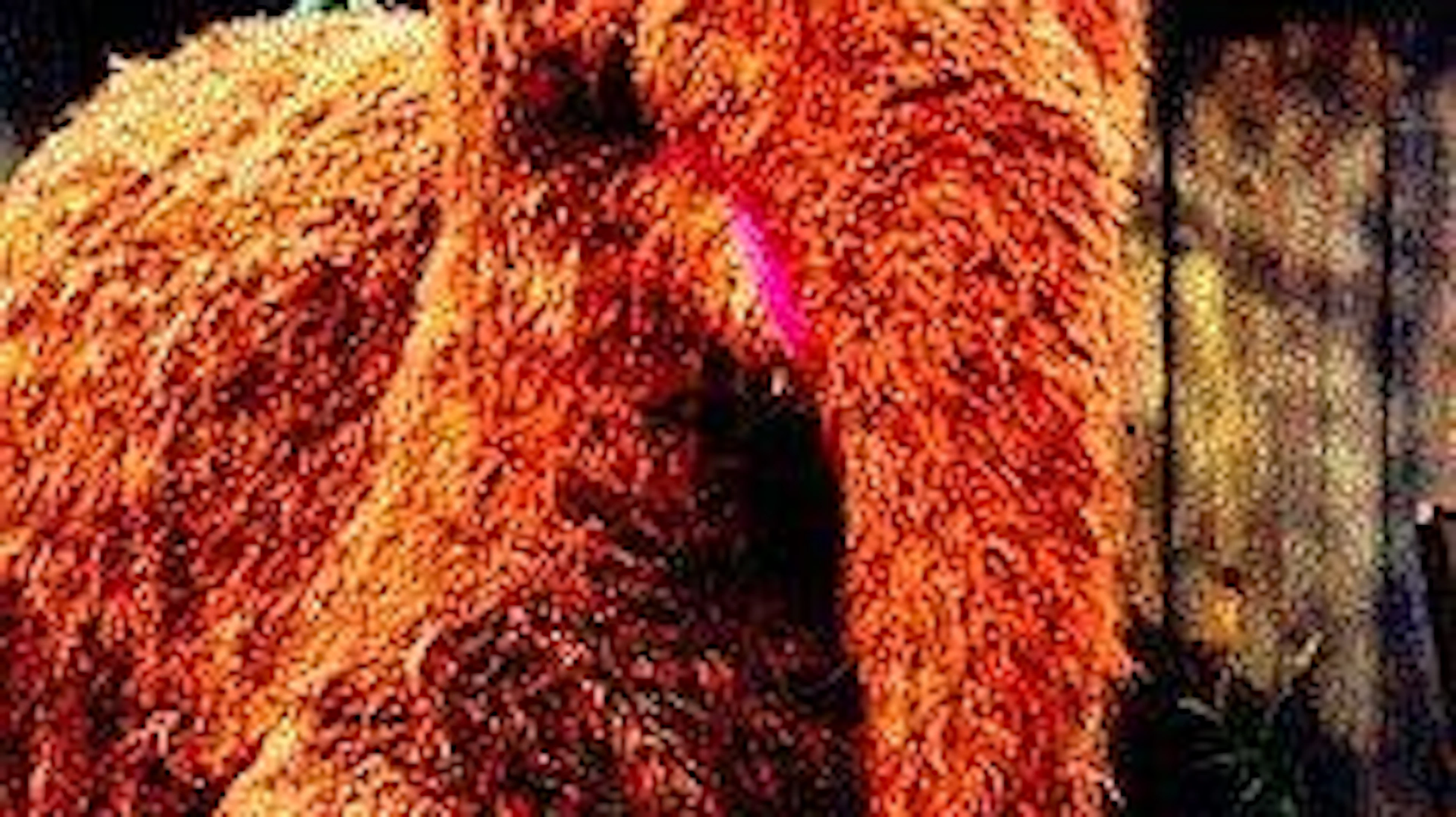 Die neue Fischart erinnert Forschende so stark an Mr. Snuffleupagus aus der Sesamstrasse, dass sie gleich nach ihm benannt wurde.