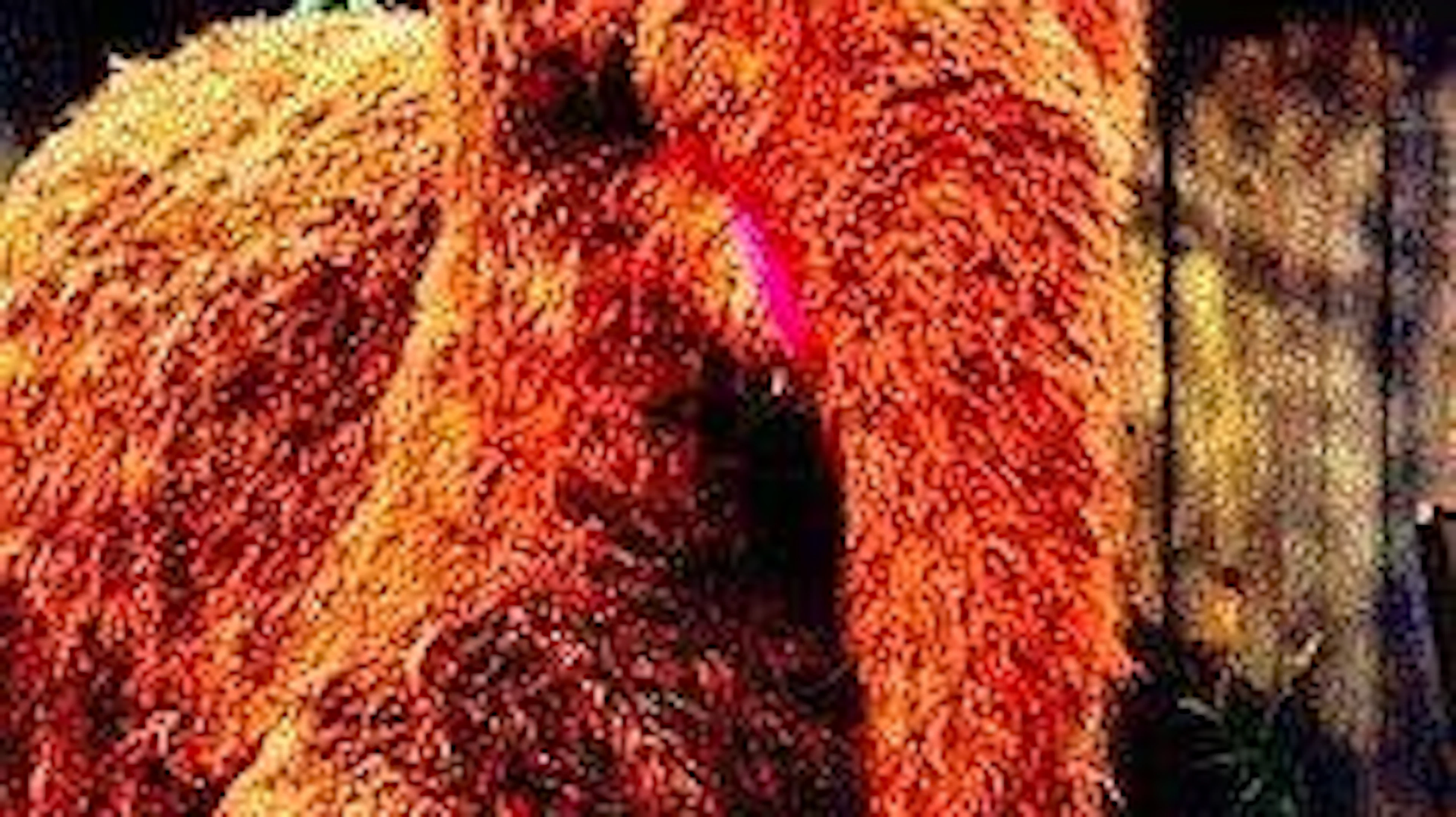 The new fish species reminds researchers so strongly of Mr. Snuffleupagus from Sesame Street that it was immediately named after him.