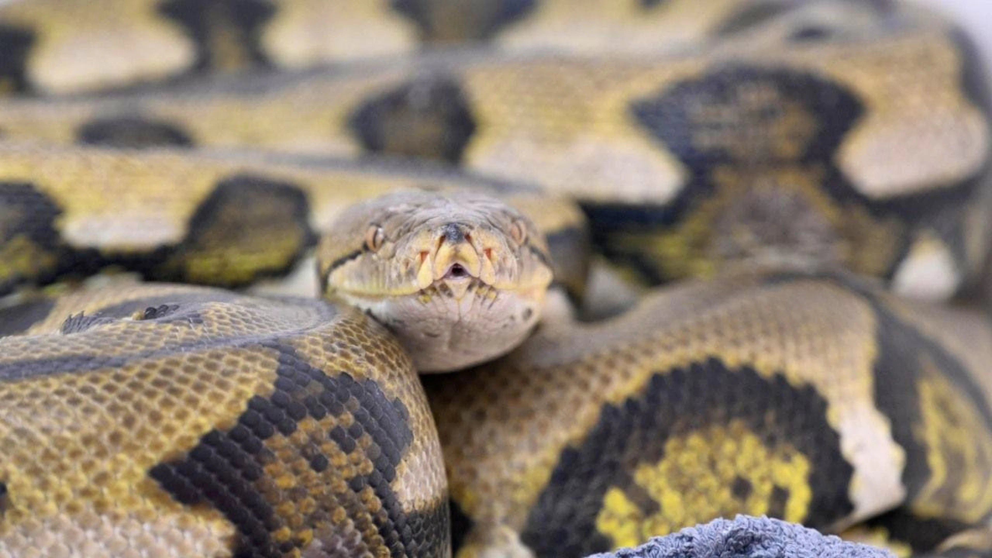 ARCHIV – Ein Netzpython in einer Reptilienauffangstation für exotische Tiere in München (Deutschland). Foto: Felix Hörhager/dpa/Archivbild