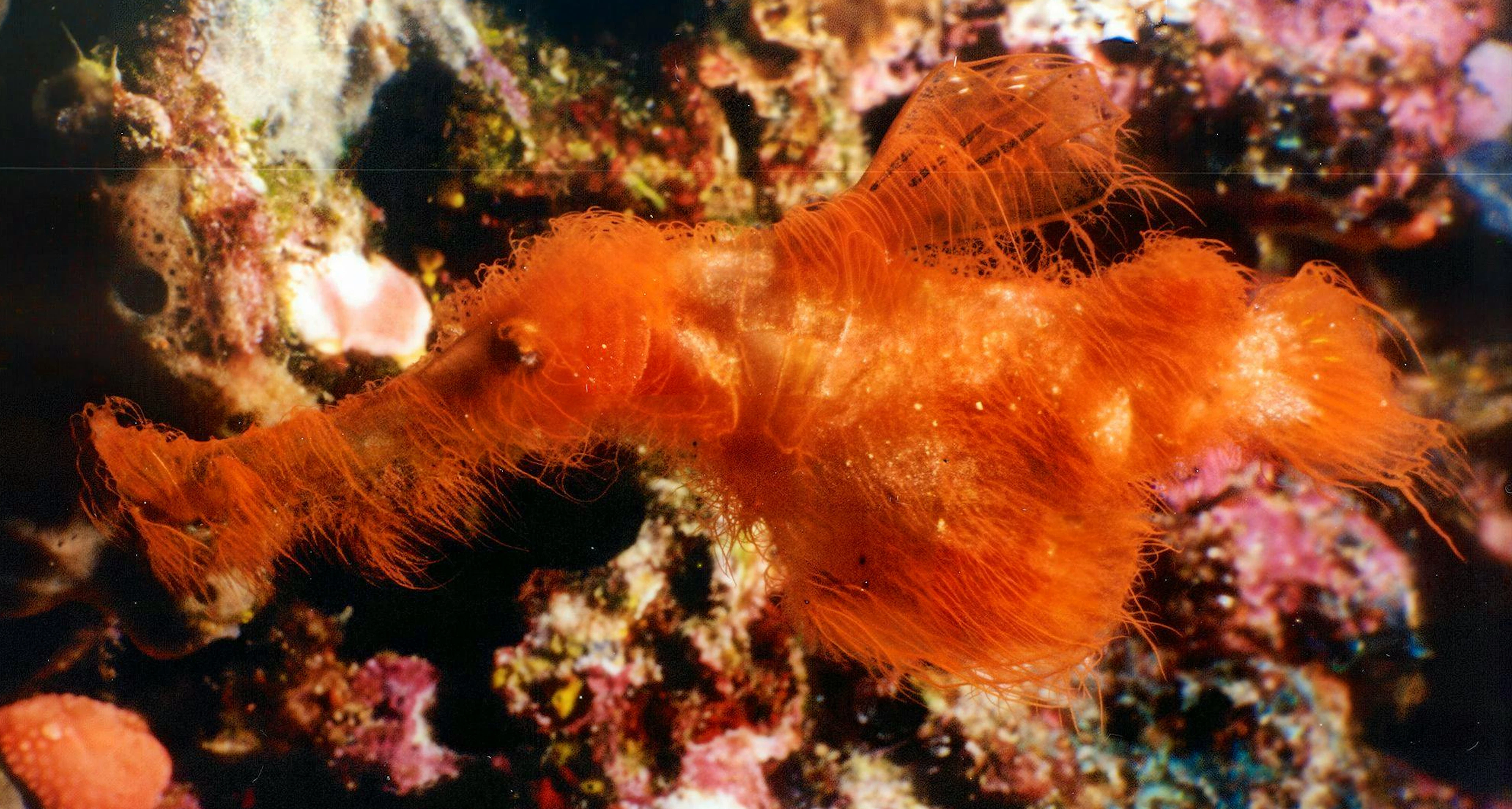 Solenostomus snuffleupagus sieht eher wie ein Büschel Algen aus als wie ein Fisch. Das machte ihn für Forschende so schwer auffindbar.
