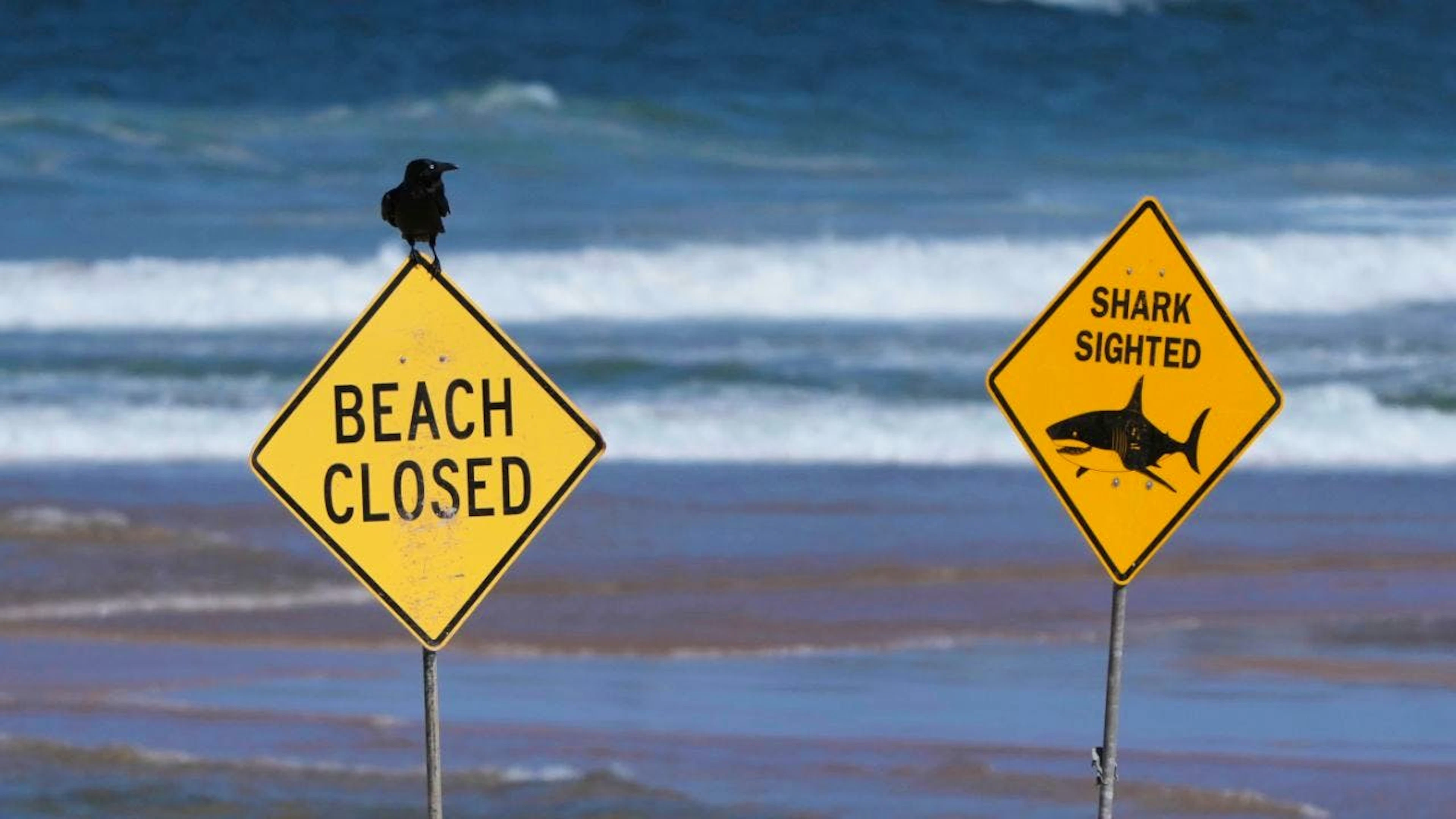 Plusieurs plages ont été fermées à Sydney après l'attaque de requin (archives).