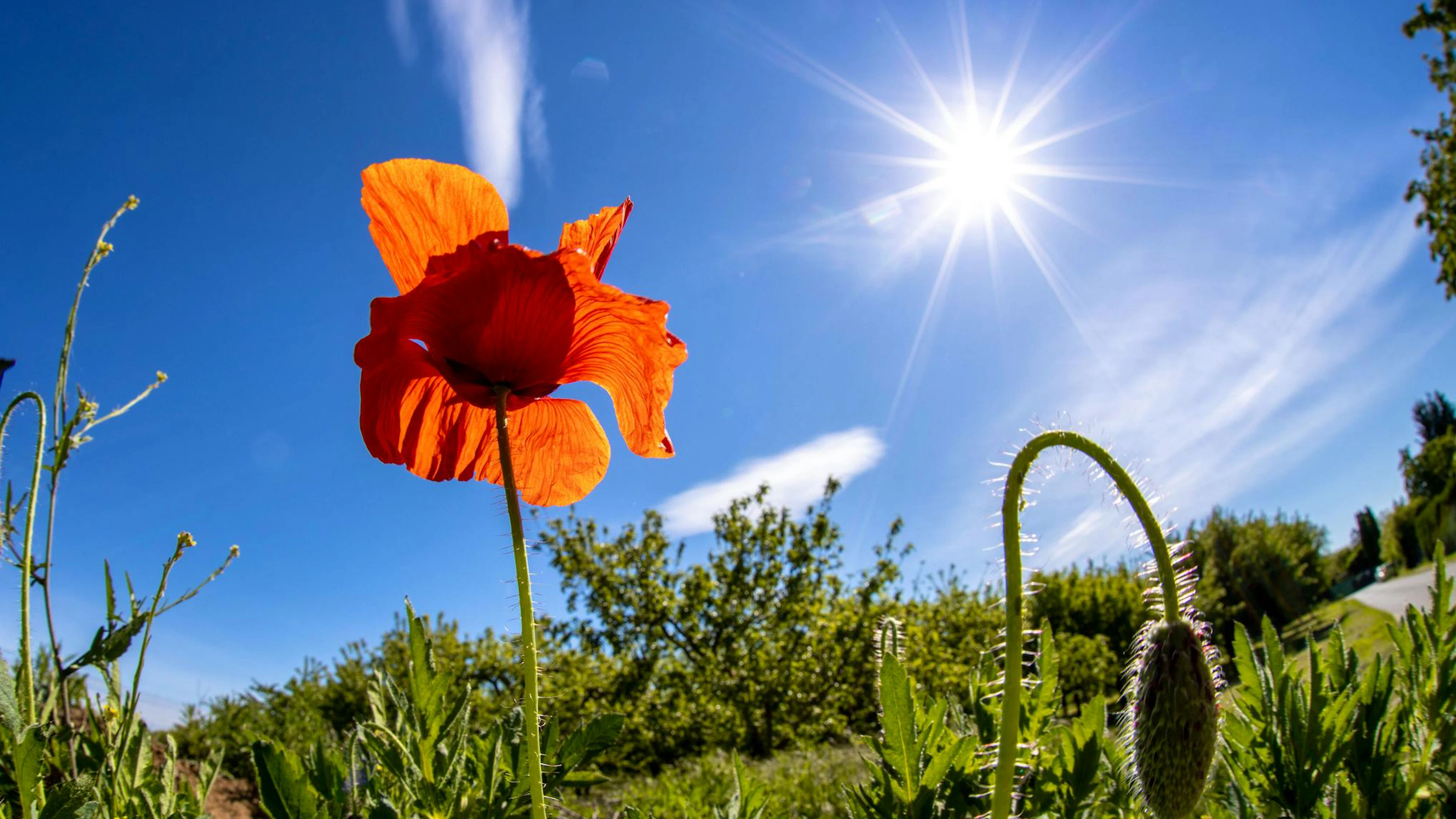 Die Sonne dürfte in der kommenden Woche zum ständigen Begleiter werden.