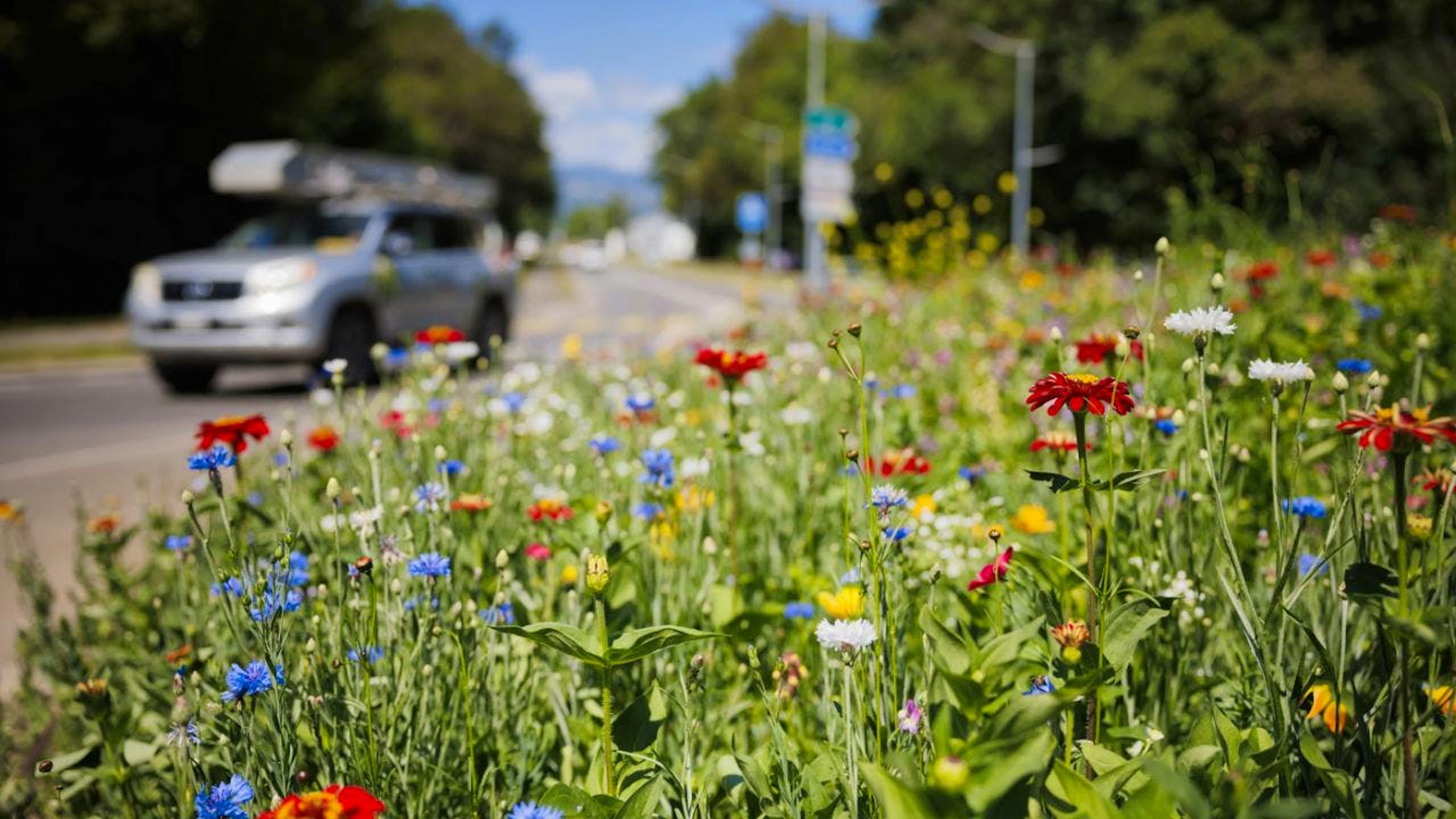 I miglioramenti della biodiversità sono spesso visibili a prima vista, ad esempio nei giardini, nei terreni riqualificati o negli habitat interconnessi. (Immagine simbolica d'archivio)