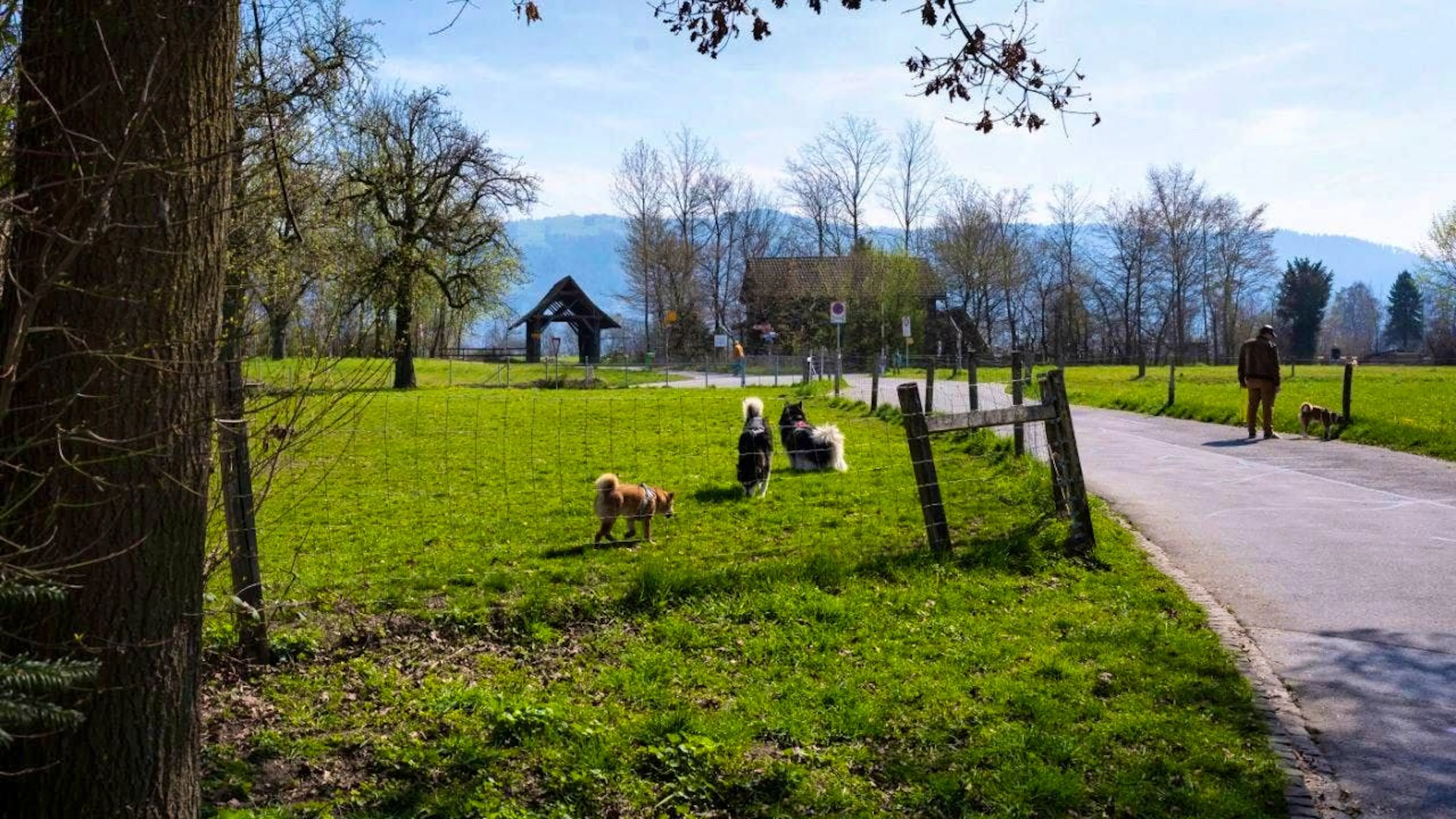 Off the Leash: How Dog Off-Leash Rules Are Regulated in Switzerland