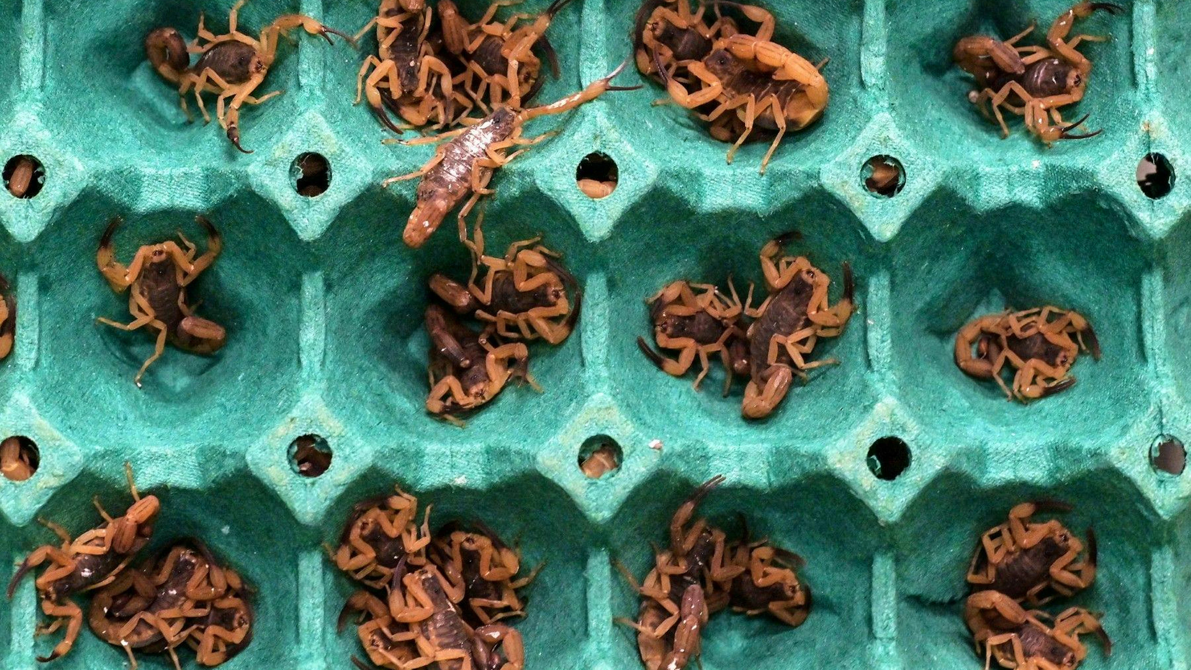 Yellow scorpions (Tityus serrulatus) are pictured at the arthropod bioterium of the Butantan Institute, in Sao Paulo, Brazil, on October 2, 2024. Only tiny tweezers separate Butantan Institute workers from Brazil's most lethal animal, the yellow scorpion, responsible for an increasing number of deaths in the South American giant. The loss of its natural habitat in the forests, the expansion of Brazilian cities, and increasingly warm winters have made this venomous arachnid a growing problem for health authorities. (Photo by Nelson ALMEIDA / AFP)