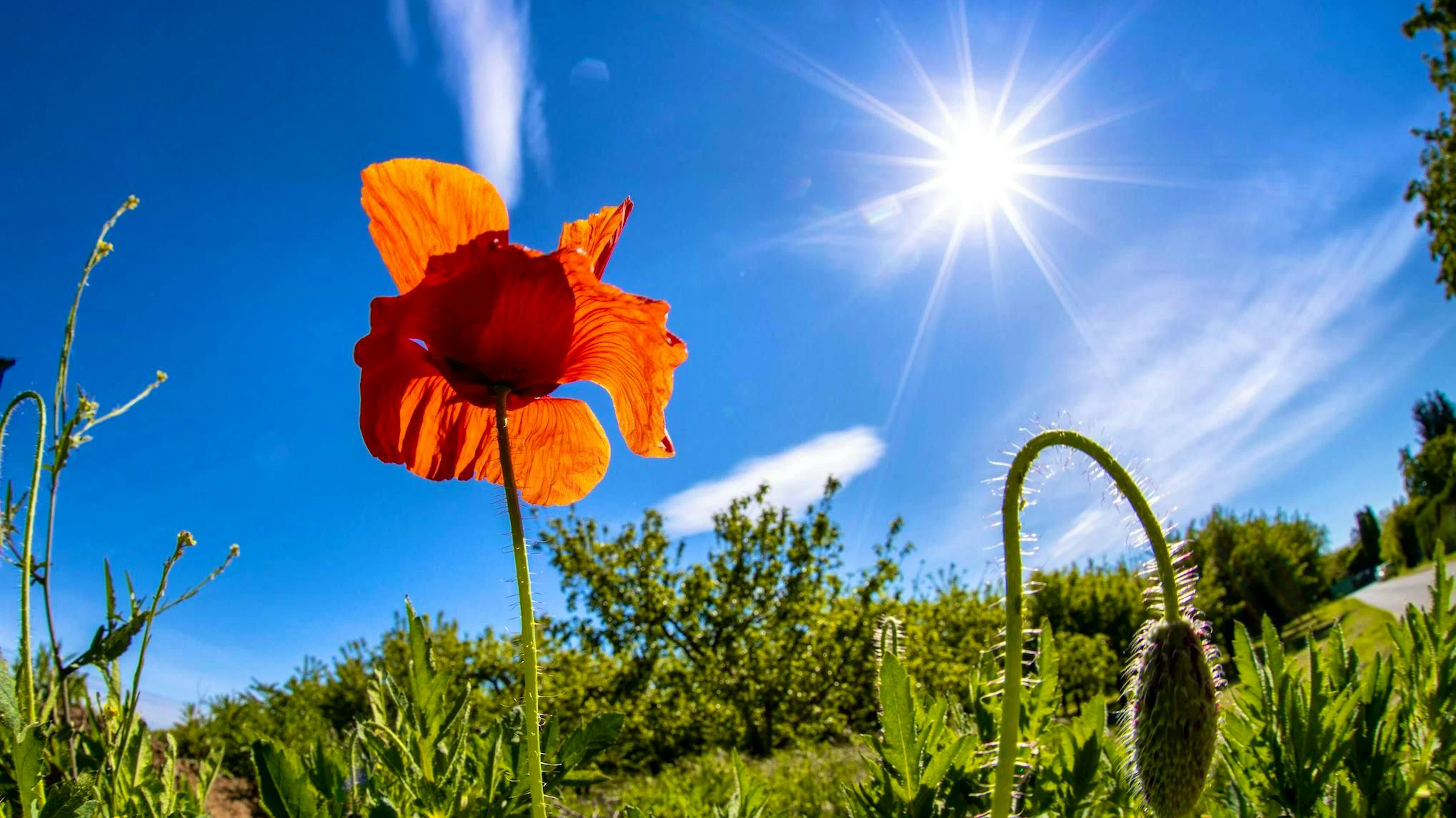 Le soleil devrait être au rendez-vous toute la semaine prochaine.