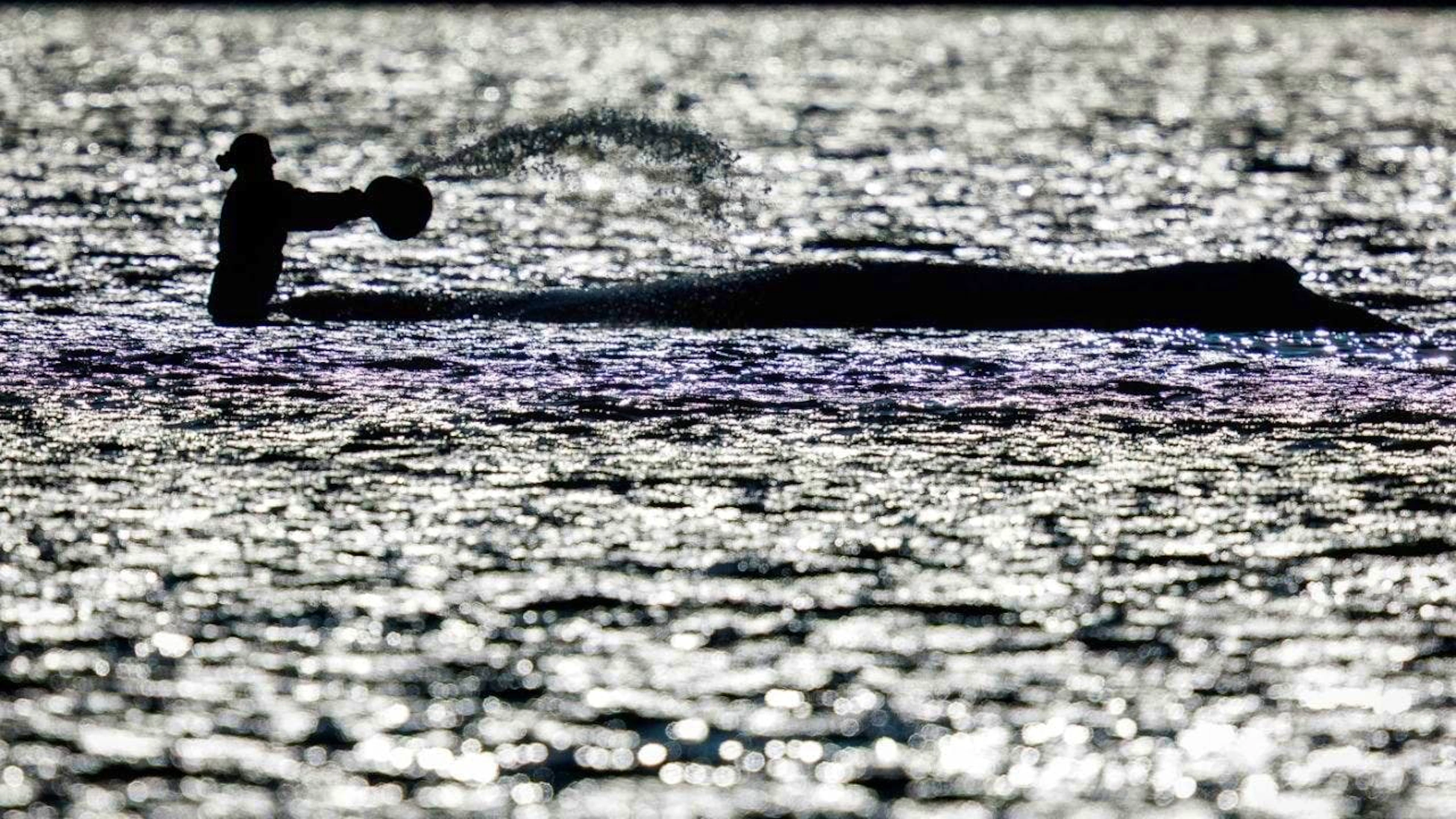 For weeks, “Timmy,” the humpback whale that had beached itself multiple times, kept politicians and animal rights activists on the edge of their seats. (File photo)