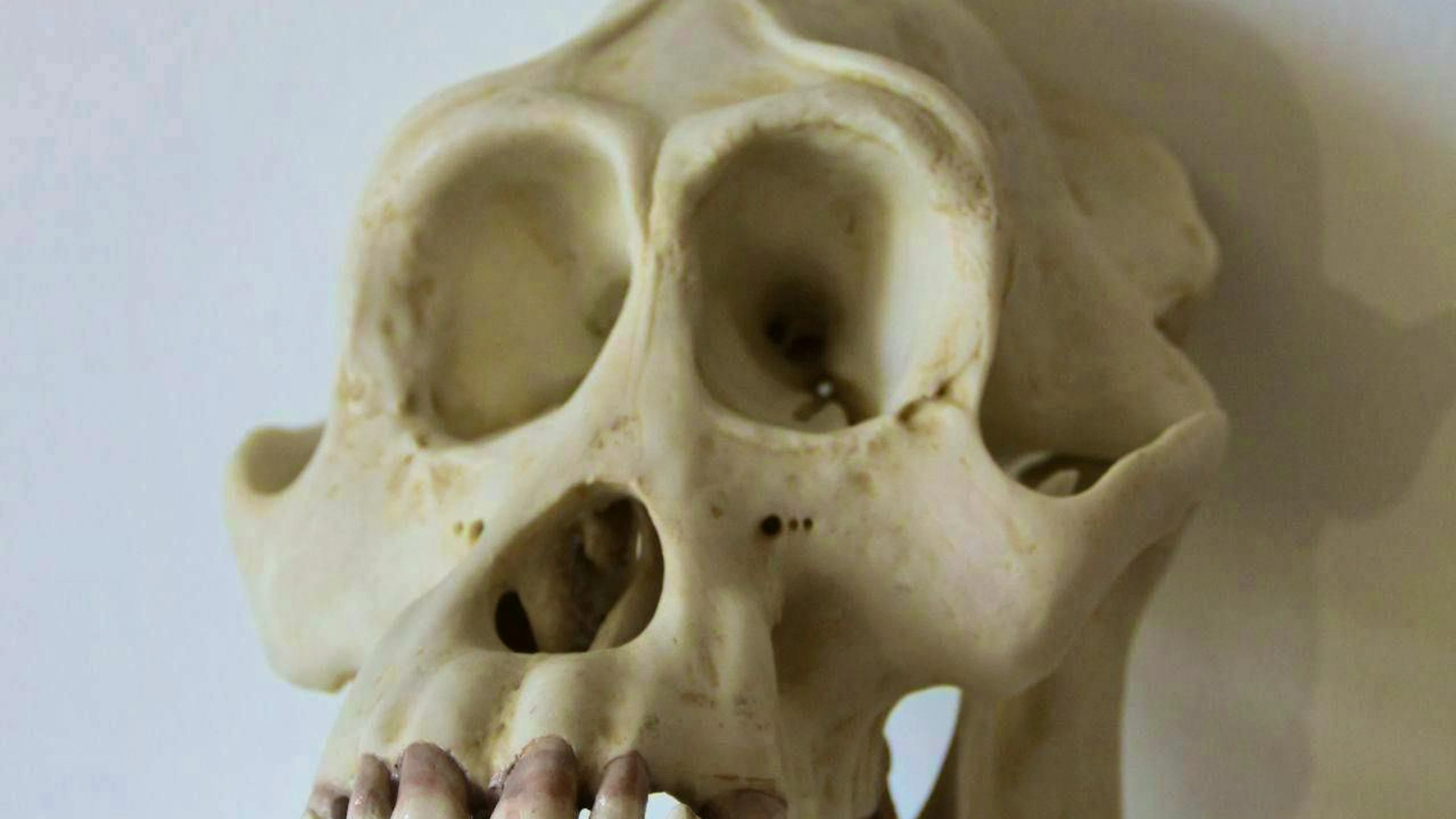 Un cranio di gorilla.