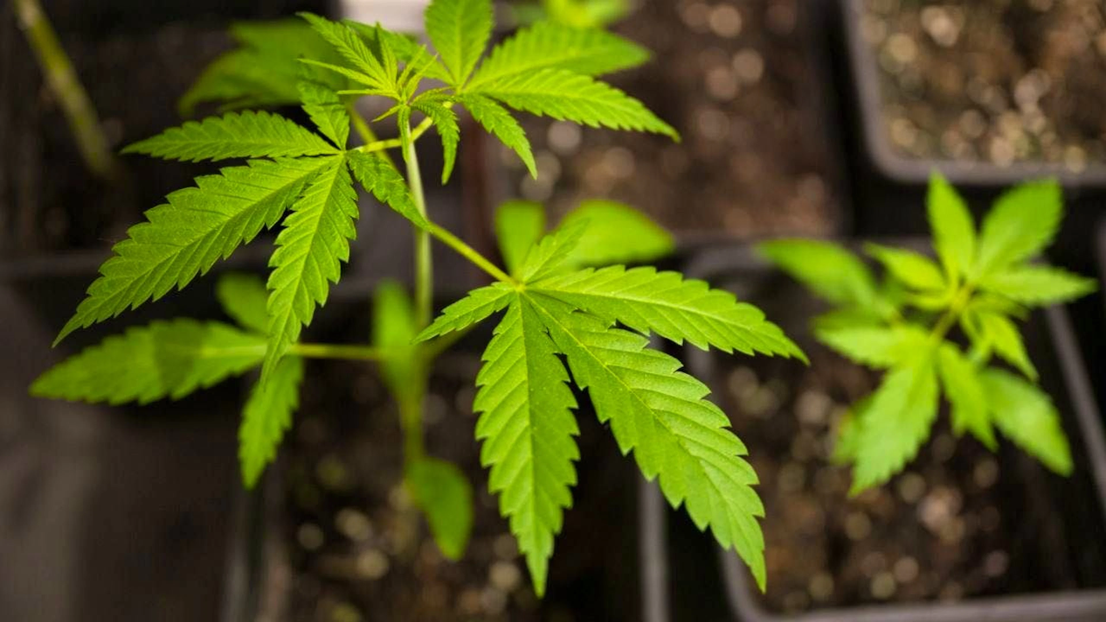 A large-scale study on cannabis use is launching in St. Gallen. Approximately 5,000 participants are being sought. (File photo)