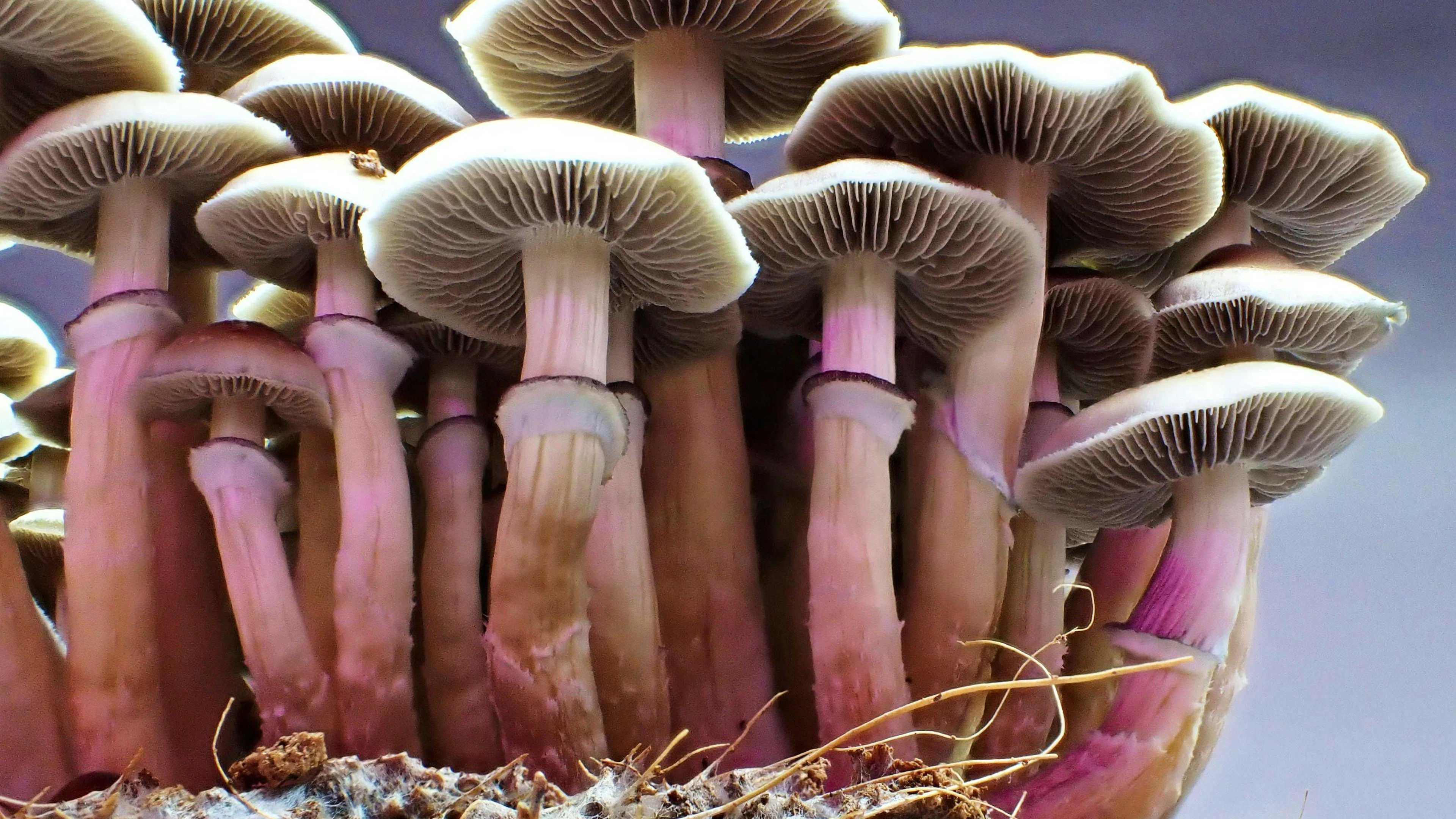Die Einnahme hoher Dosen an Psilocybin kann Demenz-Symptome vorübergehend stark lindern, legt eine Fallstudie nahe.