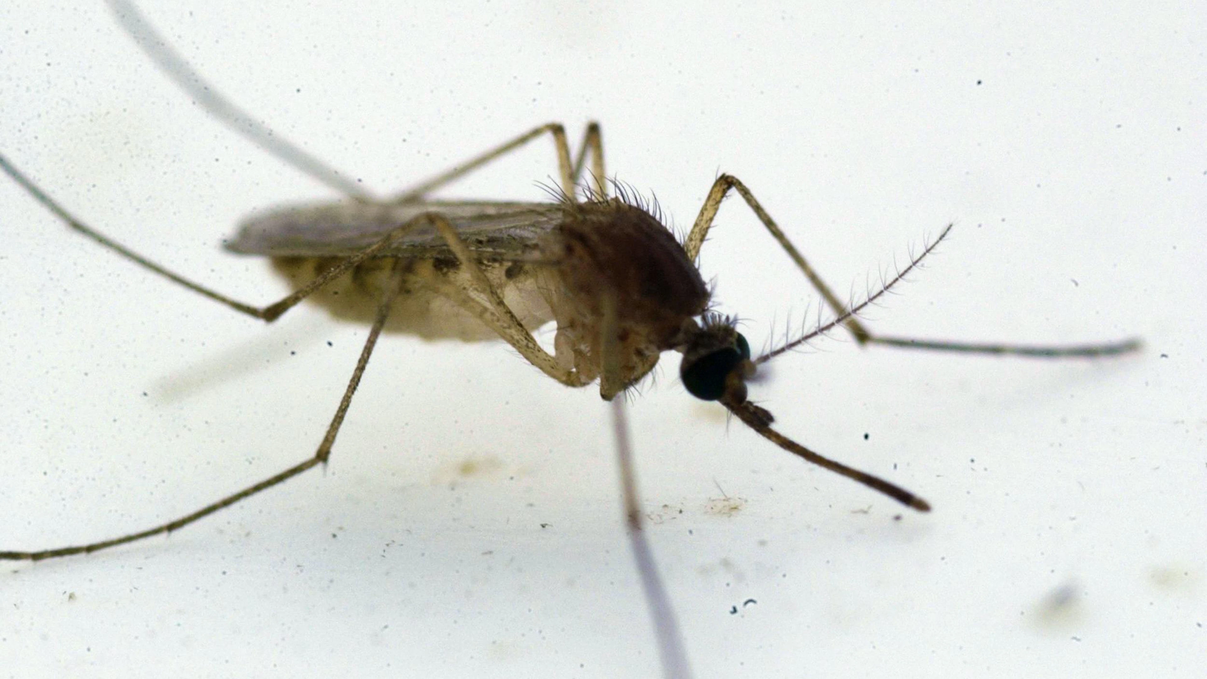 Culex pipiens est responsable de l’arrivée d’un nouveau virus en Ecosse.