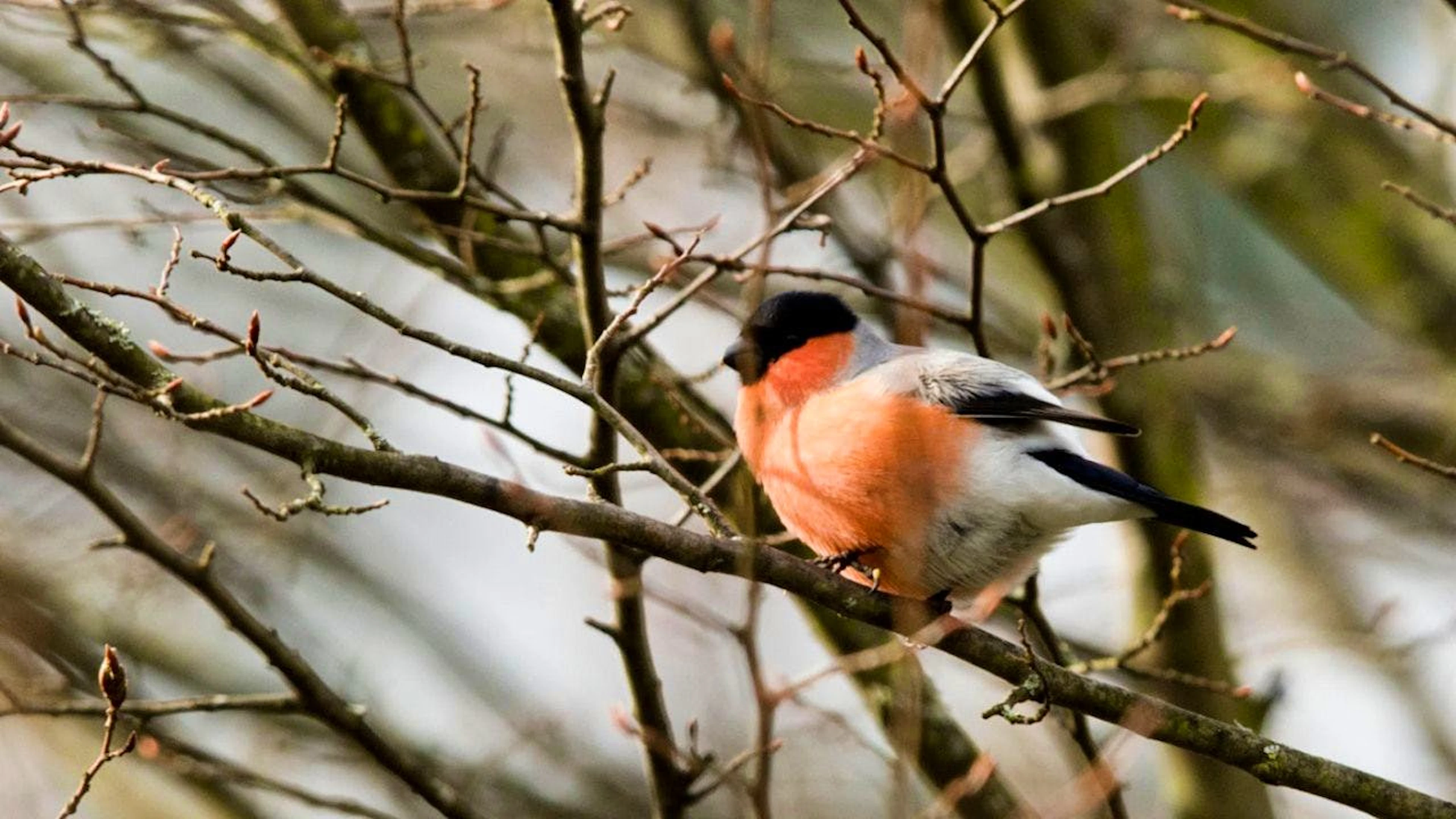 Une étude publiée en mai par l'Université de Tübingen (Allemagne) a montré qu'écouter les oiseaux chanter durant une promenade de 30 minutes dans un parc urbain permet de faire chuter  l'hormone du stress de près de 40% (photo prétexte).