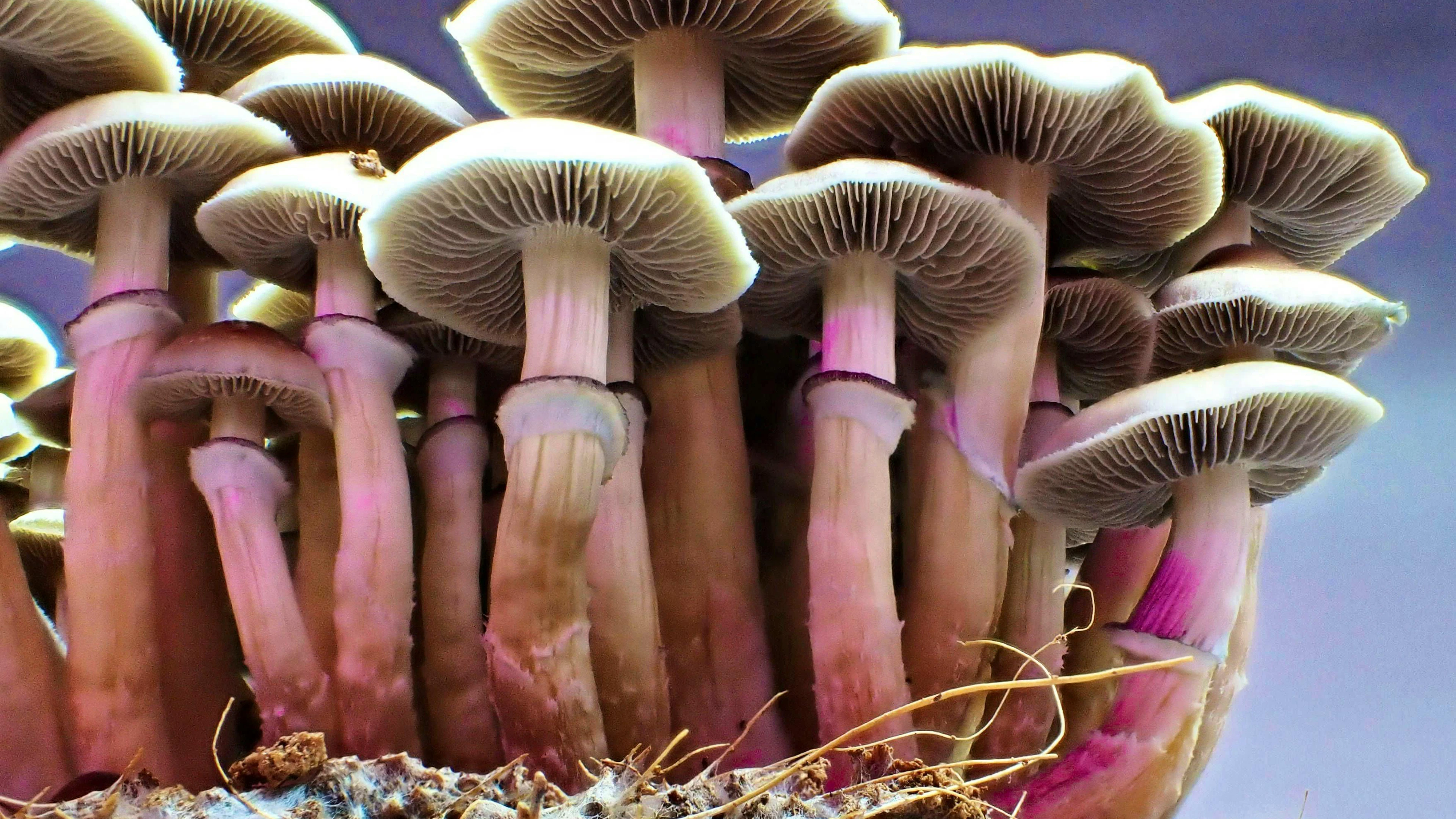 A case study suggests that taking high doses of psilocybin can temporarily and significantly alleviate symptoms of dementia.