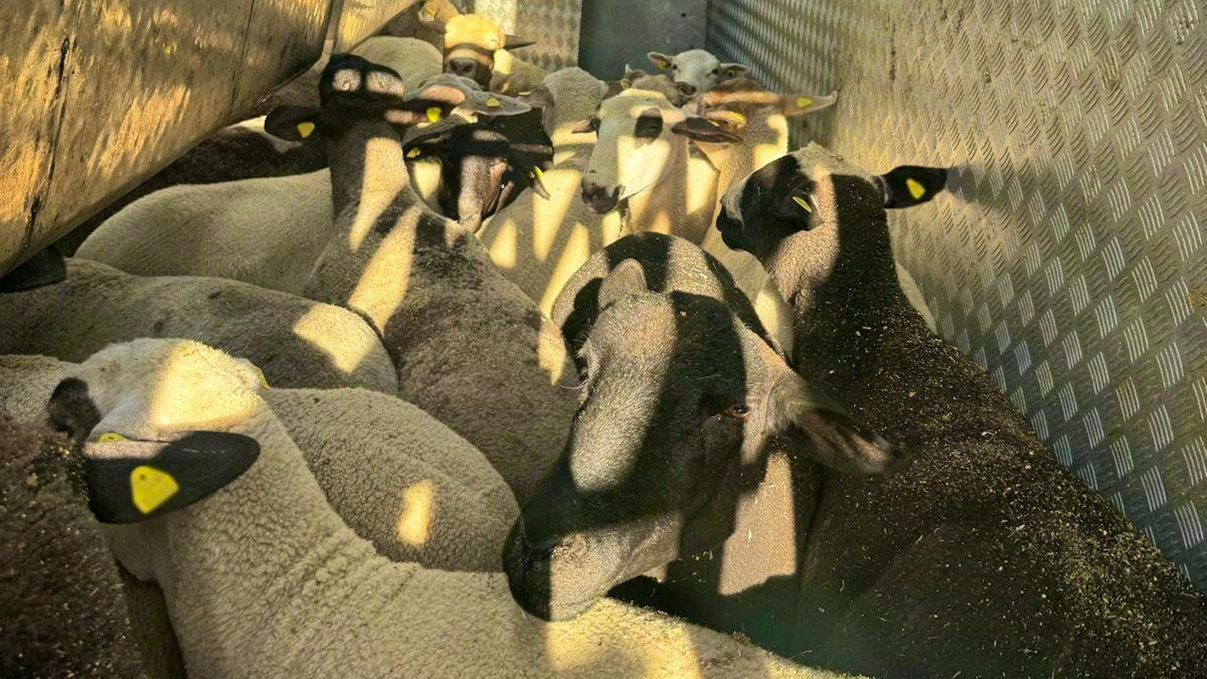 All the sheep survived the accident unharmed.