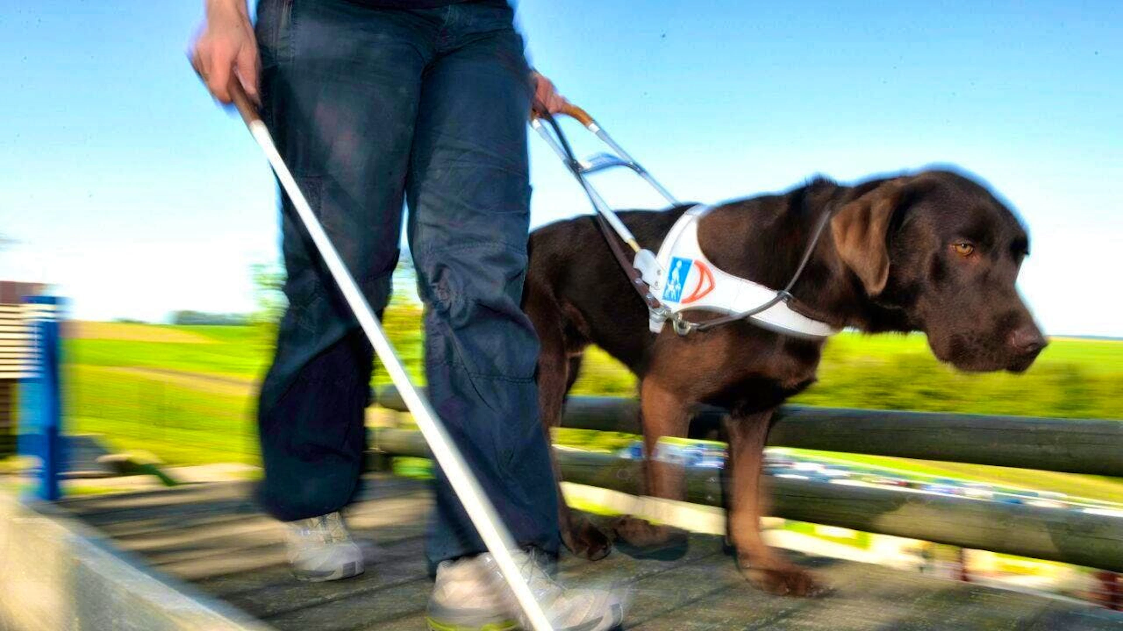 They are probably the best-known assistance dogs in Switzerland: guide dogs—shown here during training in 2009 in western Switzerland. (File photo)