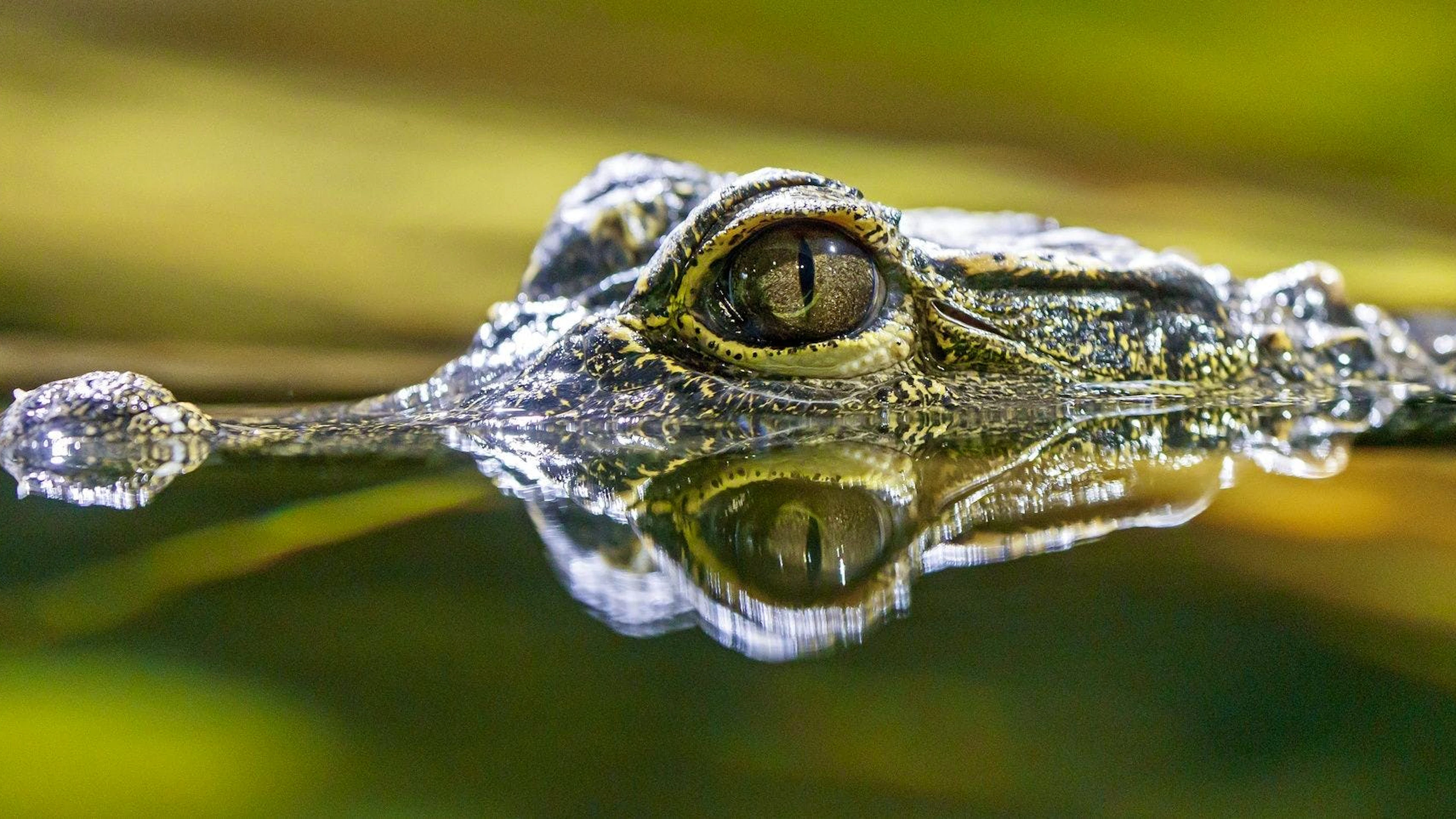 L'incident «impliquant un garçon de 3 ans qui (...) s'est retrouvé dans l'enclos des crocodiles» s'est produit en début d'après-midi dans le zoo Johnson's of Old Hurst, situé à une quarantaine de km au nord de la ville de Cambridge (image prétexte).