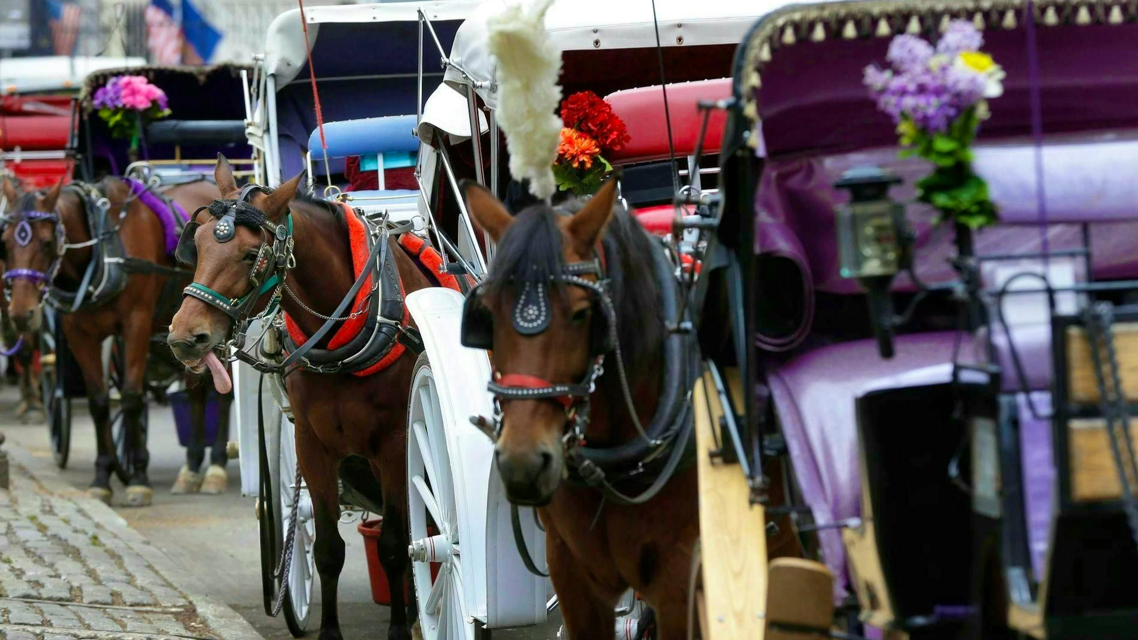 A horse-drawn carriage ride in New York’s Central Park ended fatally for an 18-year-old Indian man. (File photo)