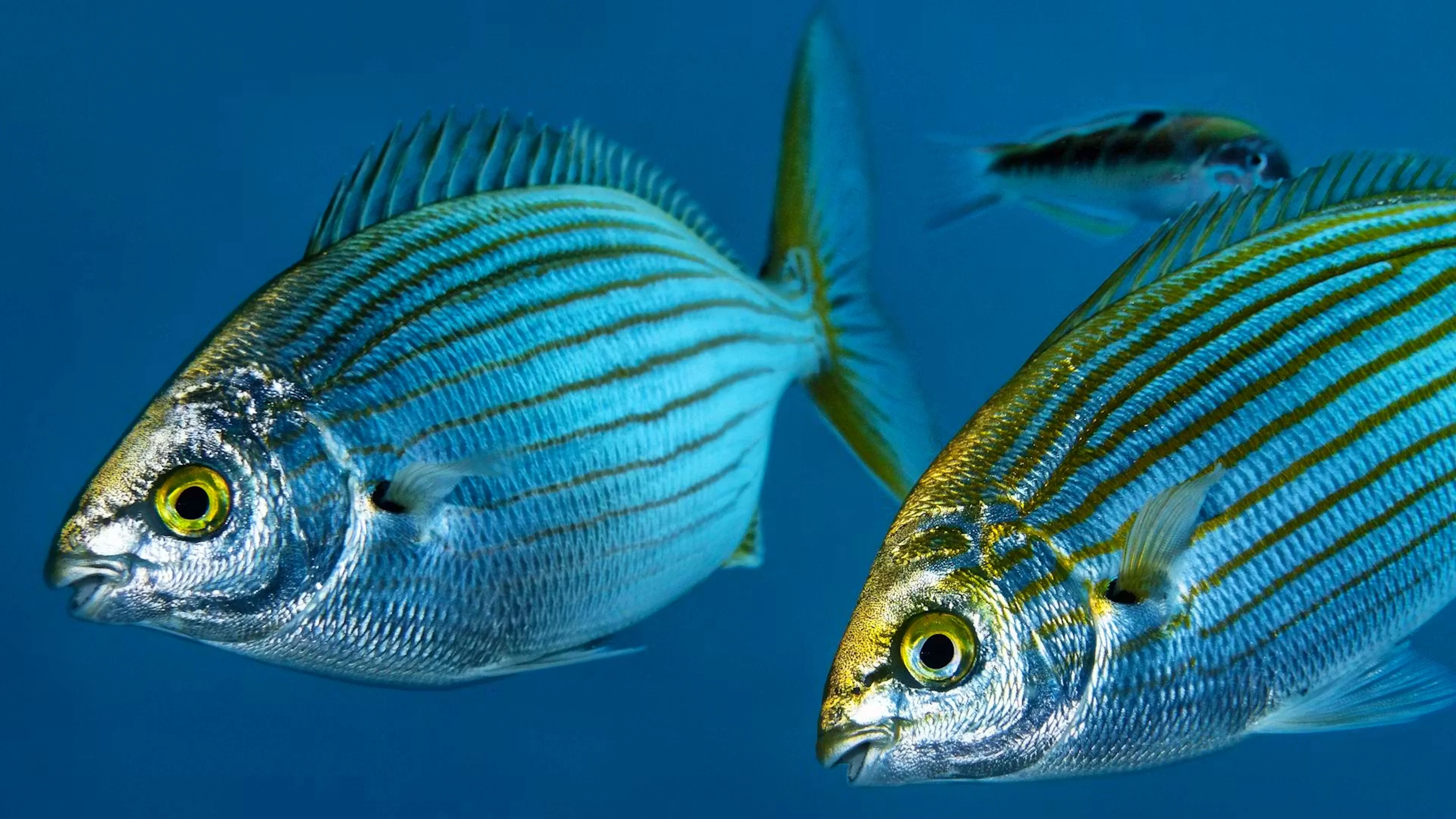 Vorsicht bei der Menüwahl – diese Fische wirken wie Drogen