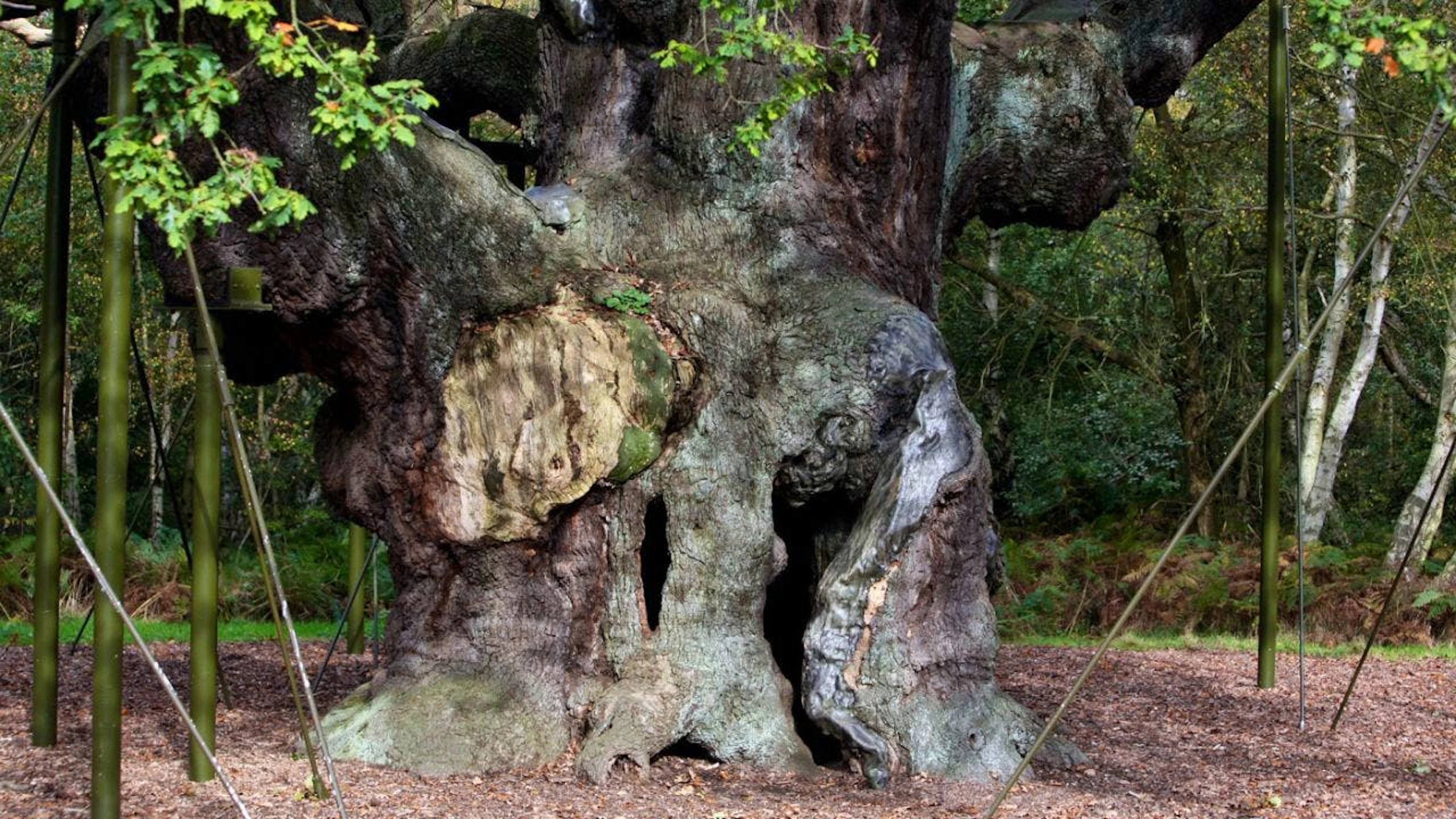 Selon la légende, Robin des bois aurait déjoué son ennemi juré, le shérif de Nottingham, en se cachant dans un chêne, le Major Oak. Ici, une image de 2007. (archives)