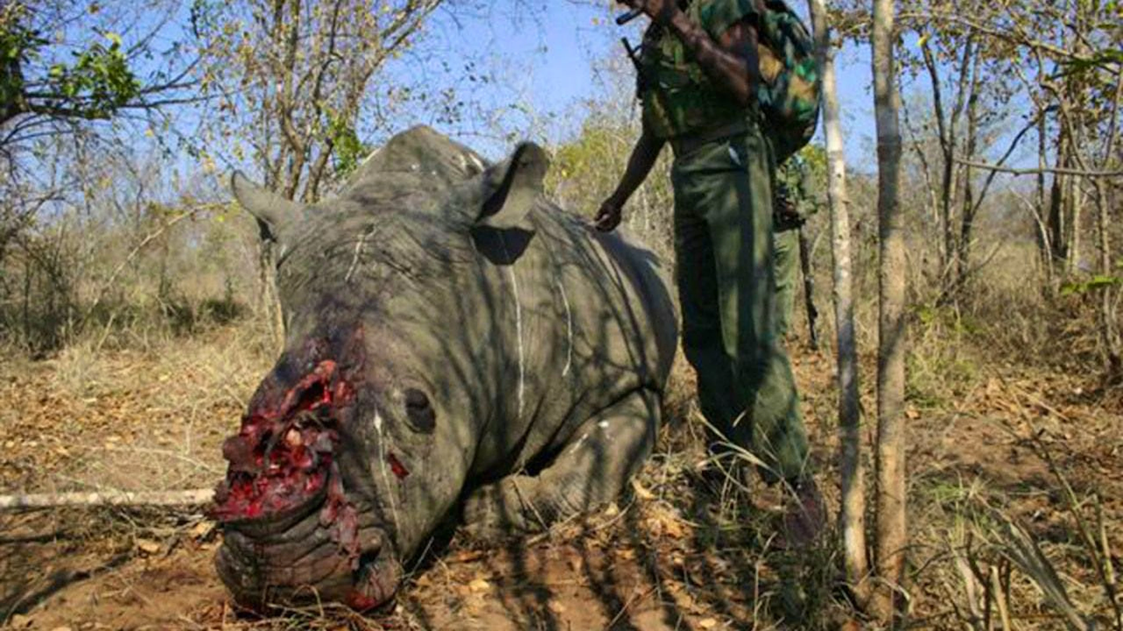 Il Sudafrica ospita la maggior parte dei rinoceronti del mondo ma resta un epicentro del bracconaggio, trainato dalla domanda asiatica. (foto d'archivio)