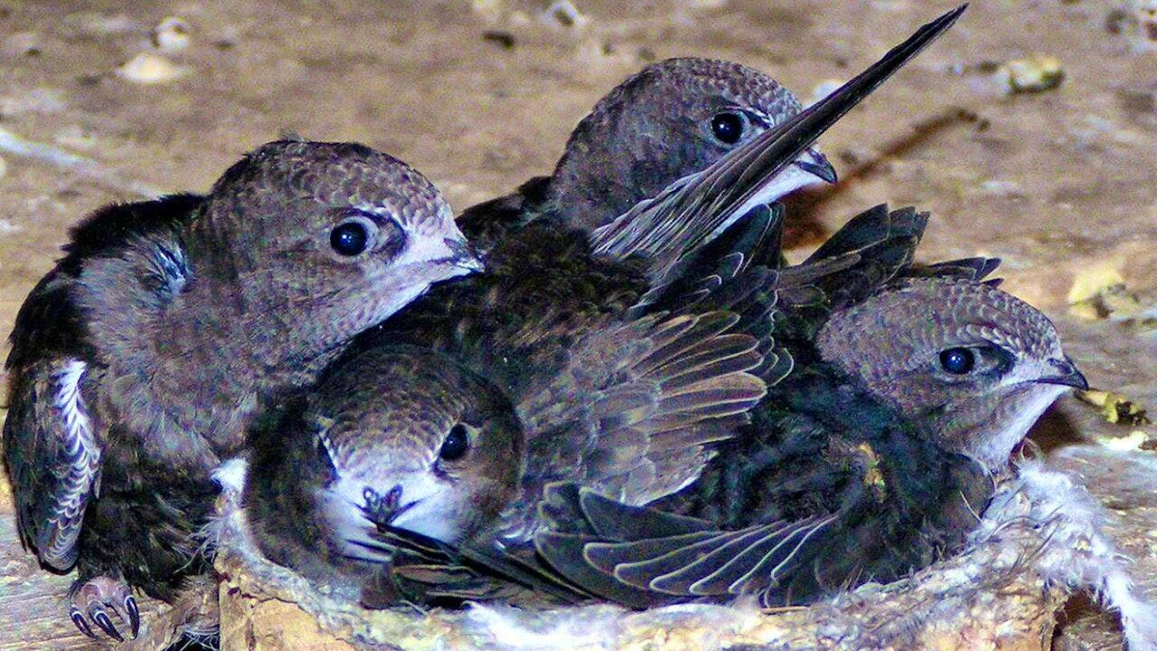 In their nests high up under the roof tiles, temperatures can rise to over 50 degrees during the day. Swifts that are not yet able to fly leave the nest early and land on the ground, where they are in urgent need of human help. (File photo)