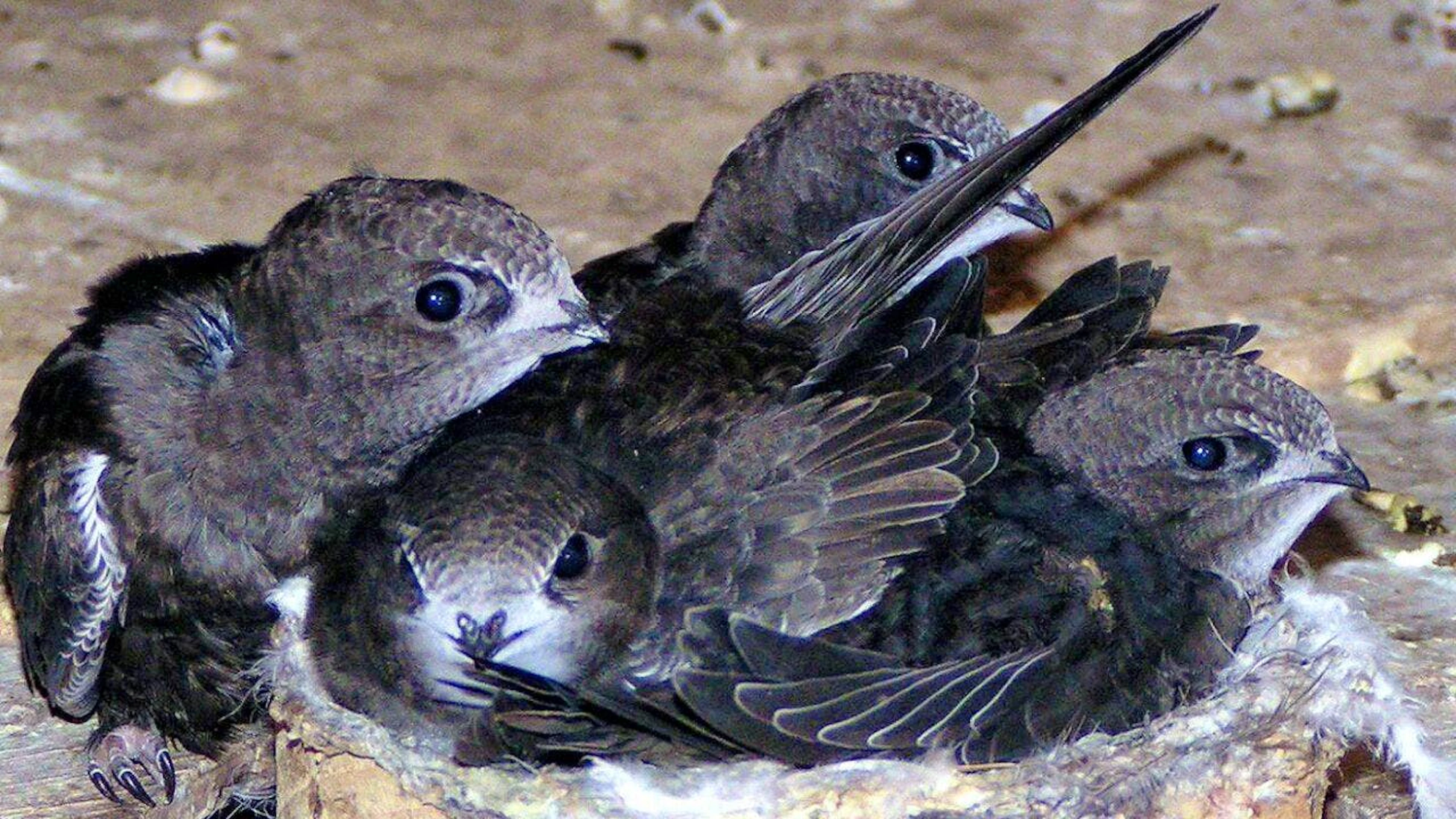 In ihren Nestern hoch oben unter den Dachziegeln kann es tagsüber mehr als 50 Grad heiss werden. Noch flugunfähige Mauersegler verlassen dann frühzeitig das Nest und landen am Boden, wo sie auf menschliche Hilfe dringend angewiesen sind. (Archivbild)