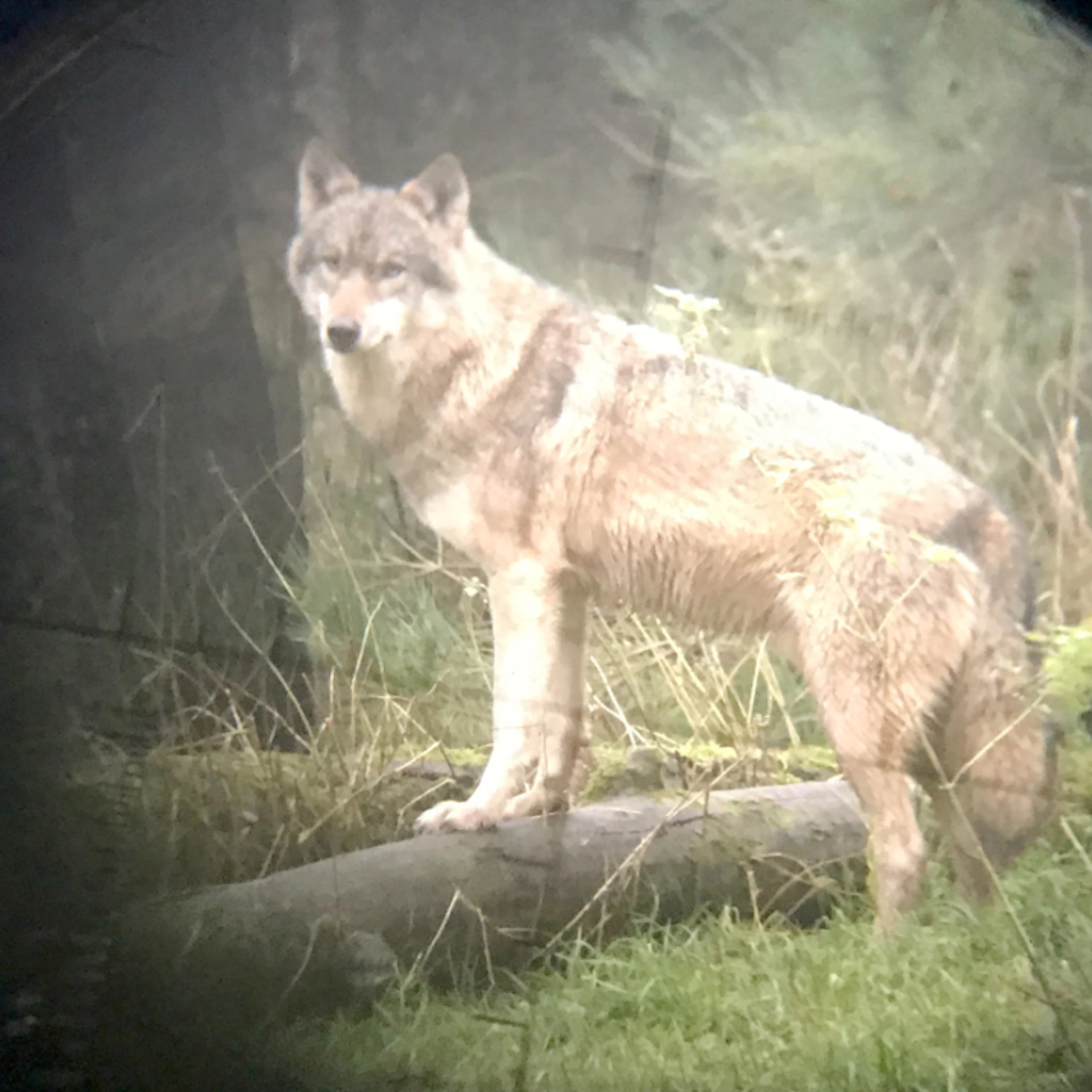 Predate 9 capre