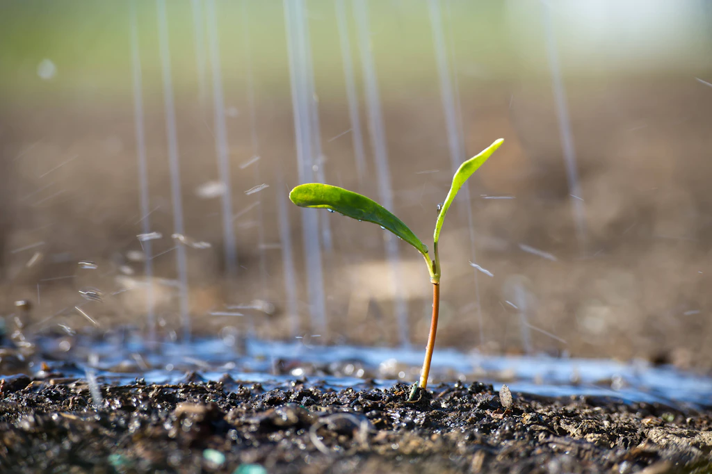 How to Manage Excessive June Rainfall in Your Garden