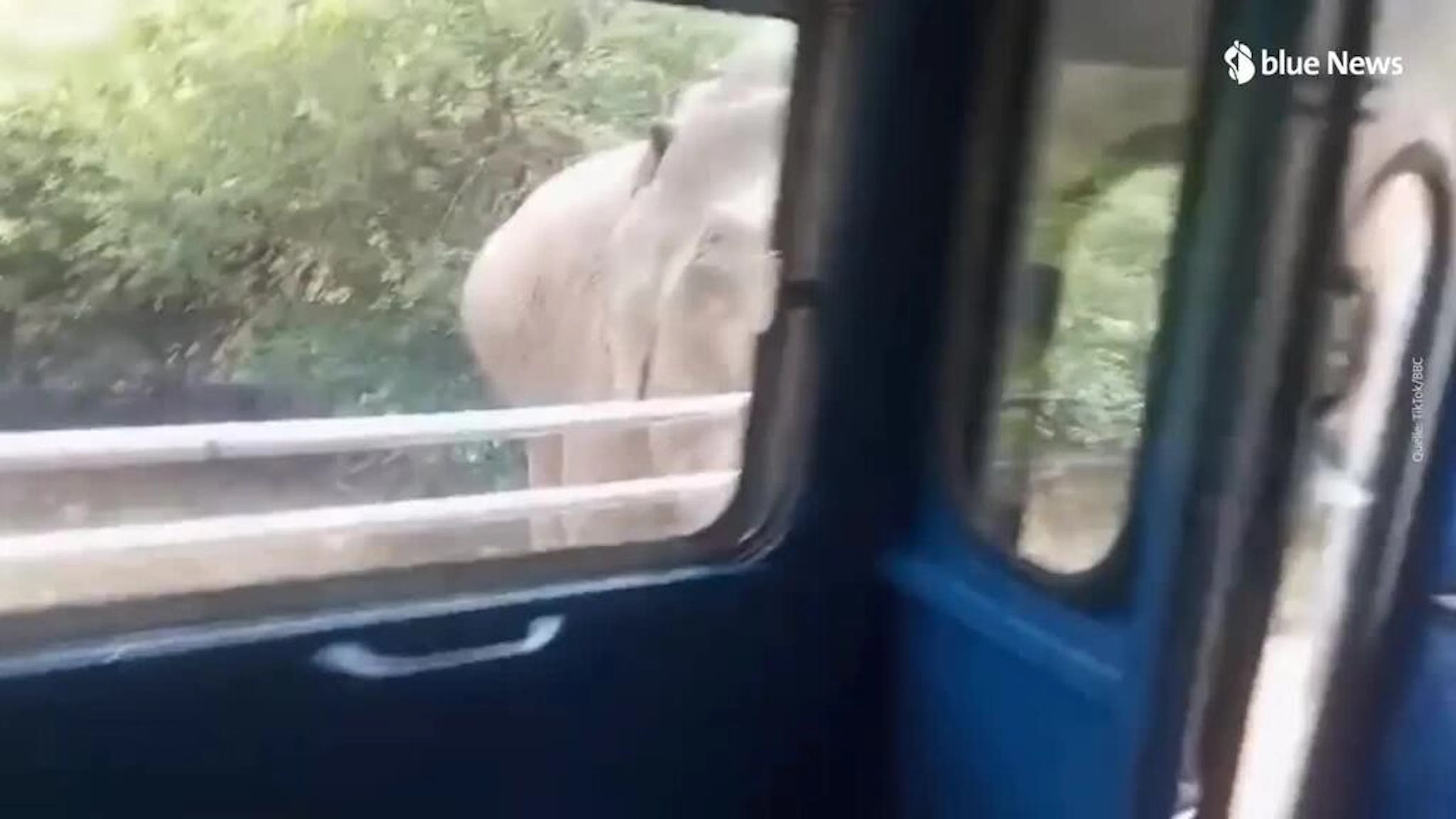 Schockmoment in Sri Lanka: Wilder Elefant schlägt Busscheibe ein