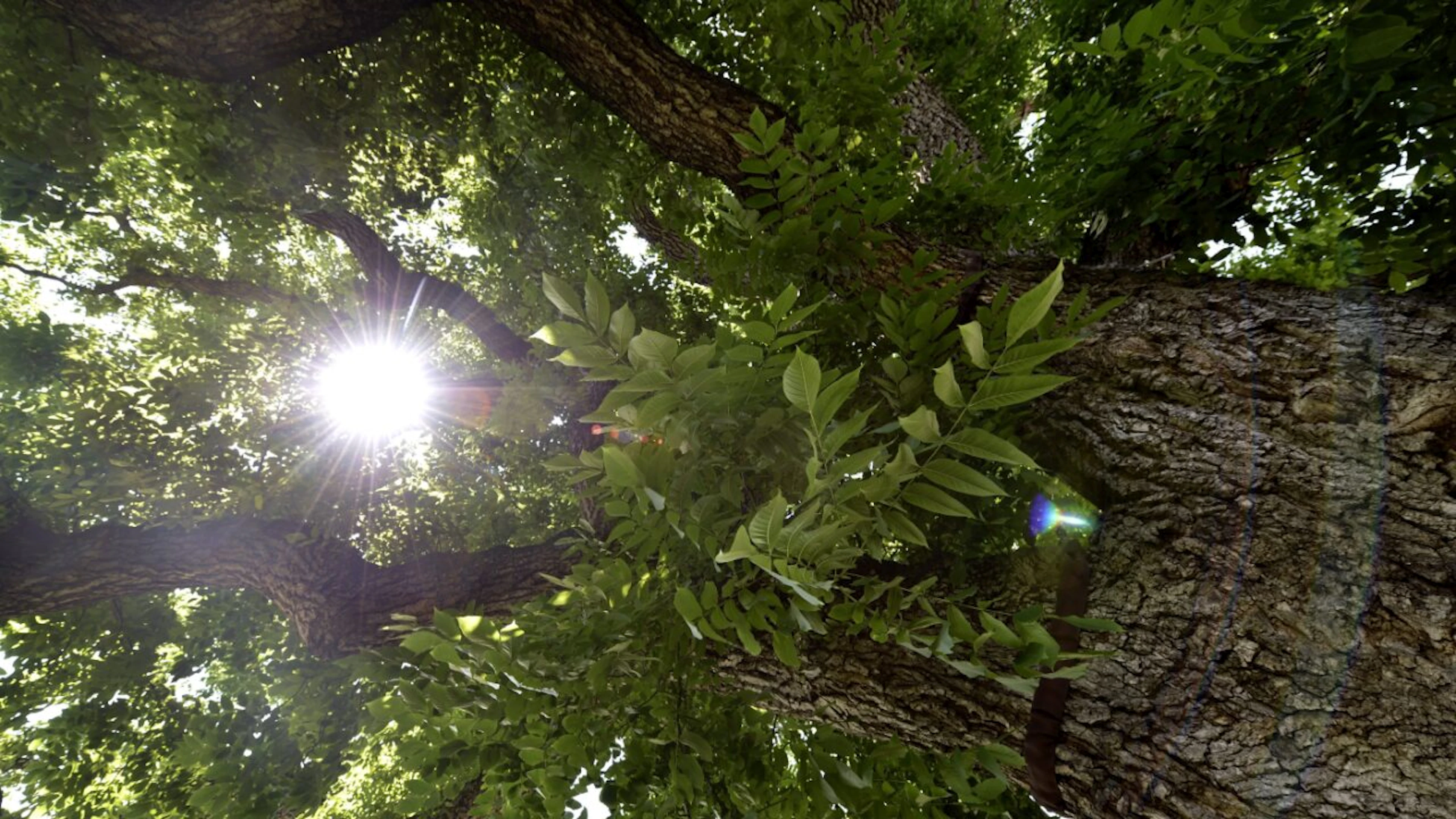 Les arbres remarquables de Genève sont au coeur d'une exposition à voir pendant le mois de juillet au parc des Bastions (image d'illustration).