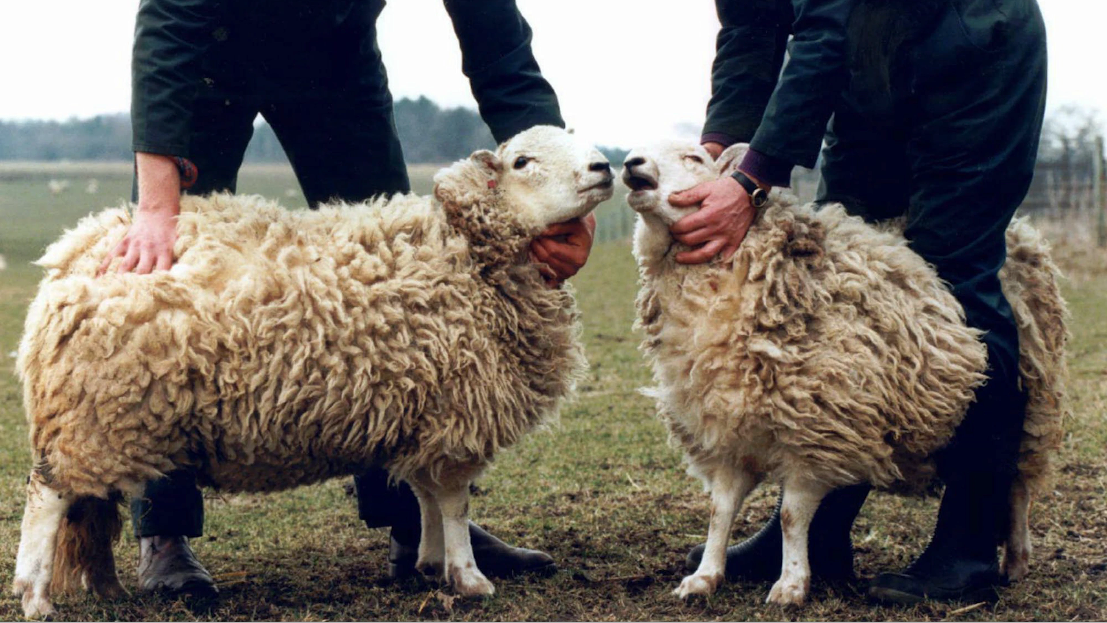 Diese beiden Schafe sind genetisch identisch. Die Aufnahmen aus Schottland zeigen, wie das Klonen Mitte der 1990er-Jahre plötzlich von der Fiktion zur Realität wird.