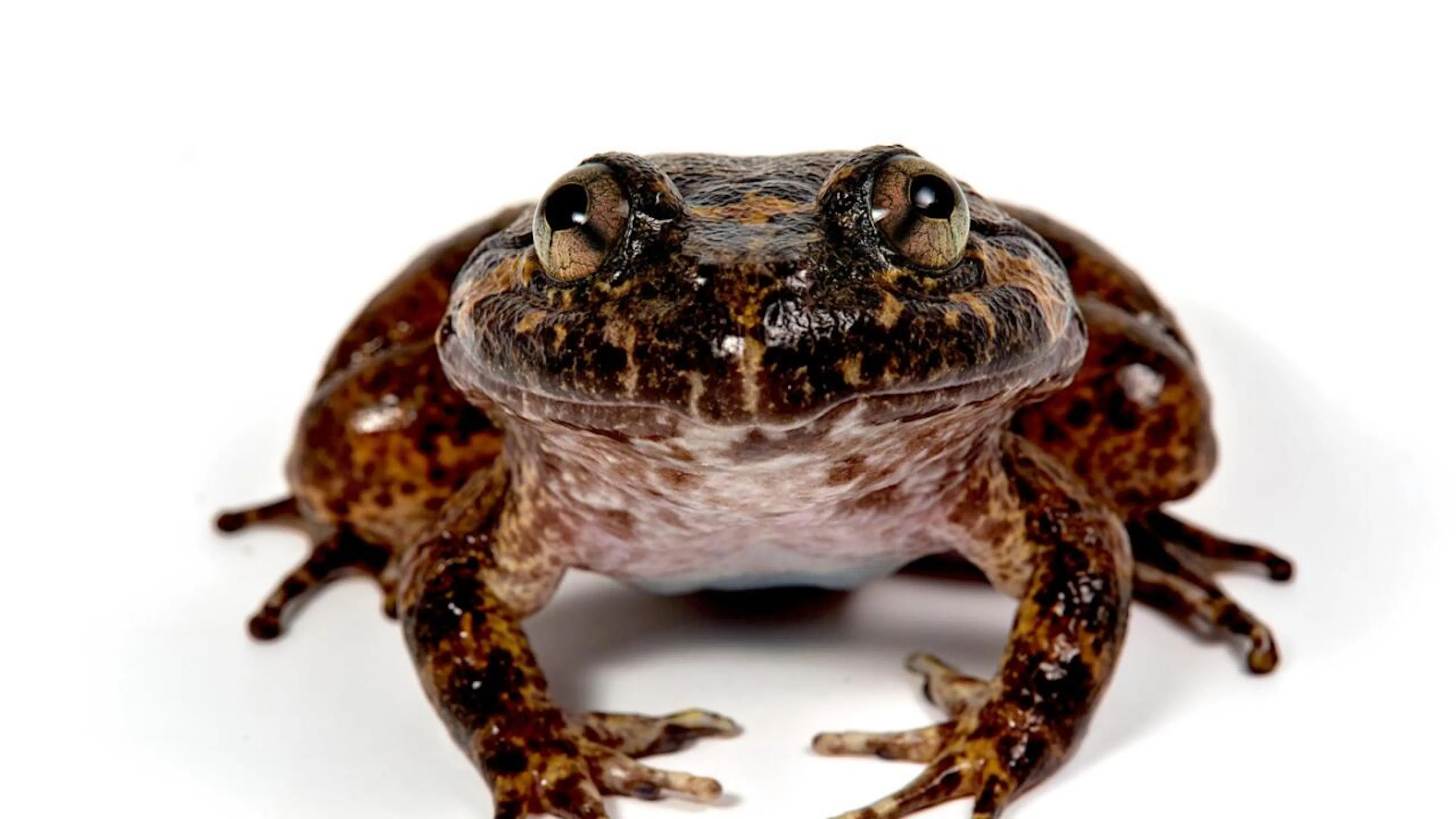 Berner Studie korrigiert Zahl der Froscharten auf Borneo nach unten