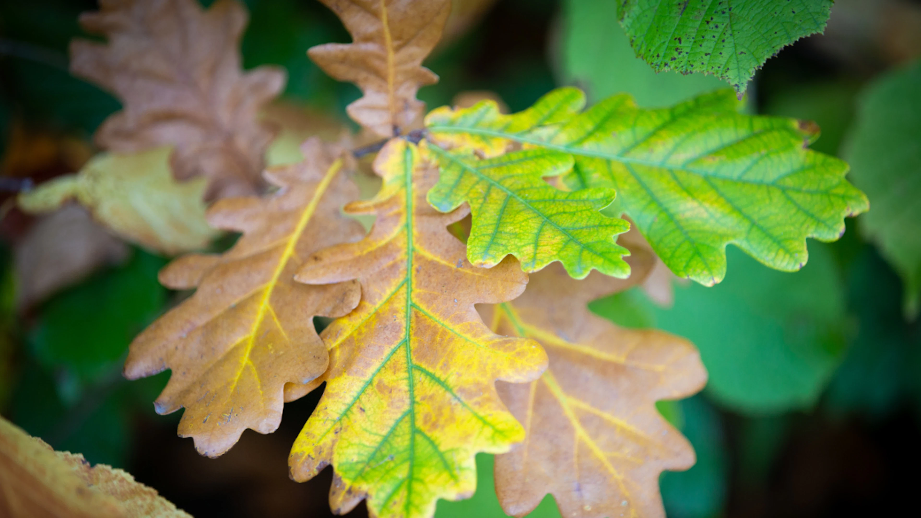 Les feuilles brunes ne sont pas uniquement synonymes d'automne