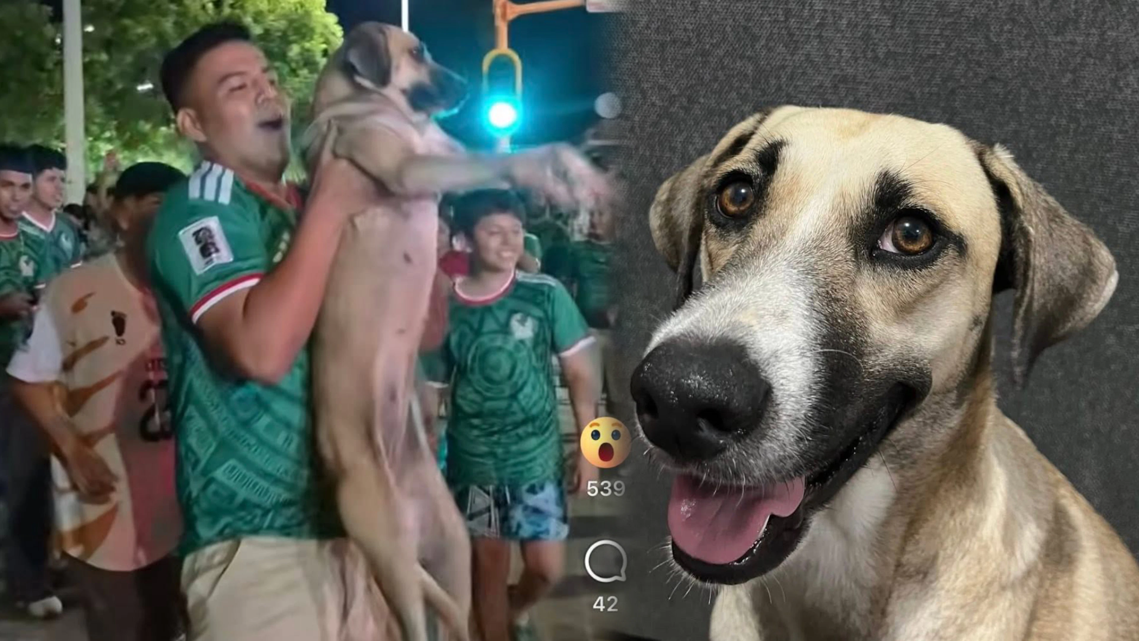 Cagnolina scomparsa da un mese spunta nei video dei festeggiamenti per la Coppa del Mondo