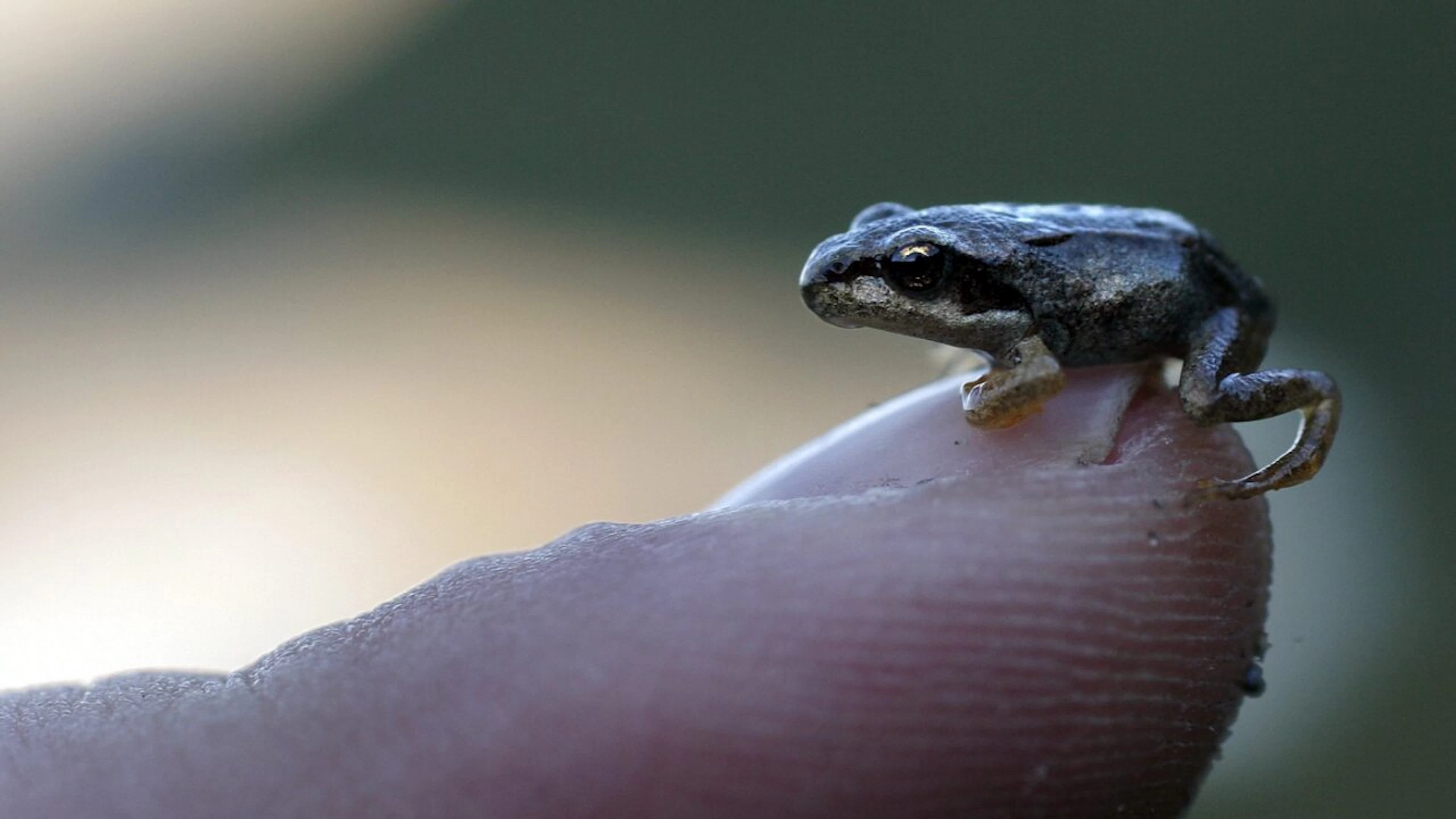 Der Grasfrosch gerät in den tiefen Lagen unter Druck