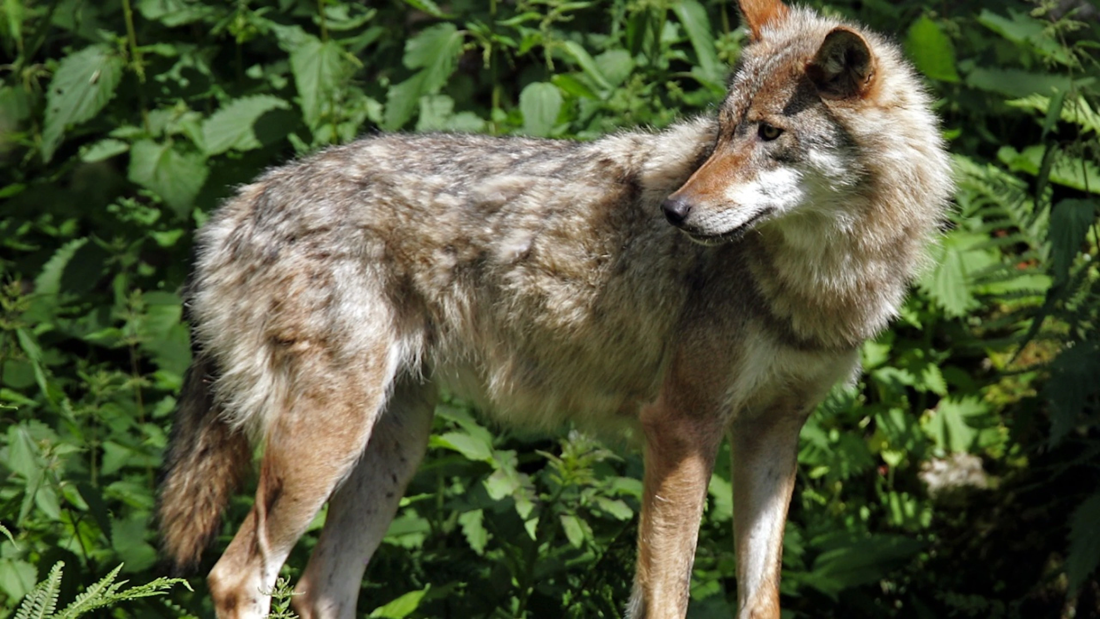 Le loup pourrait être repoussé par des odeurs