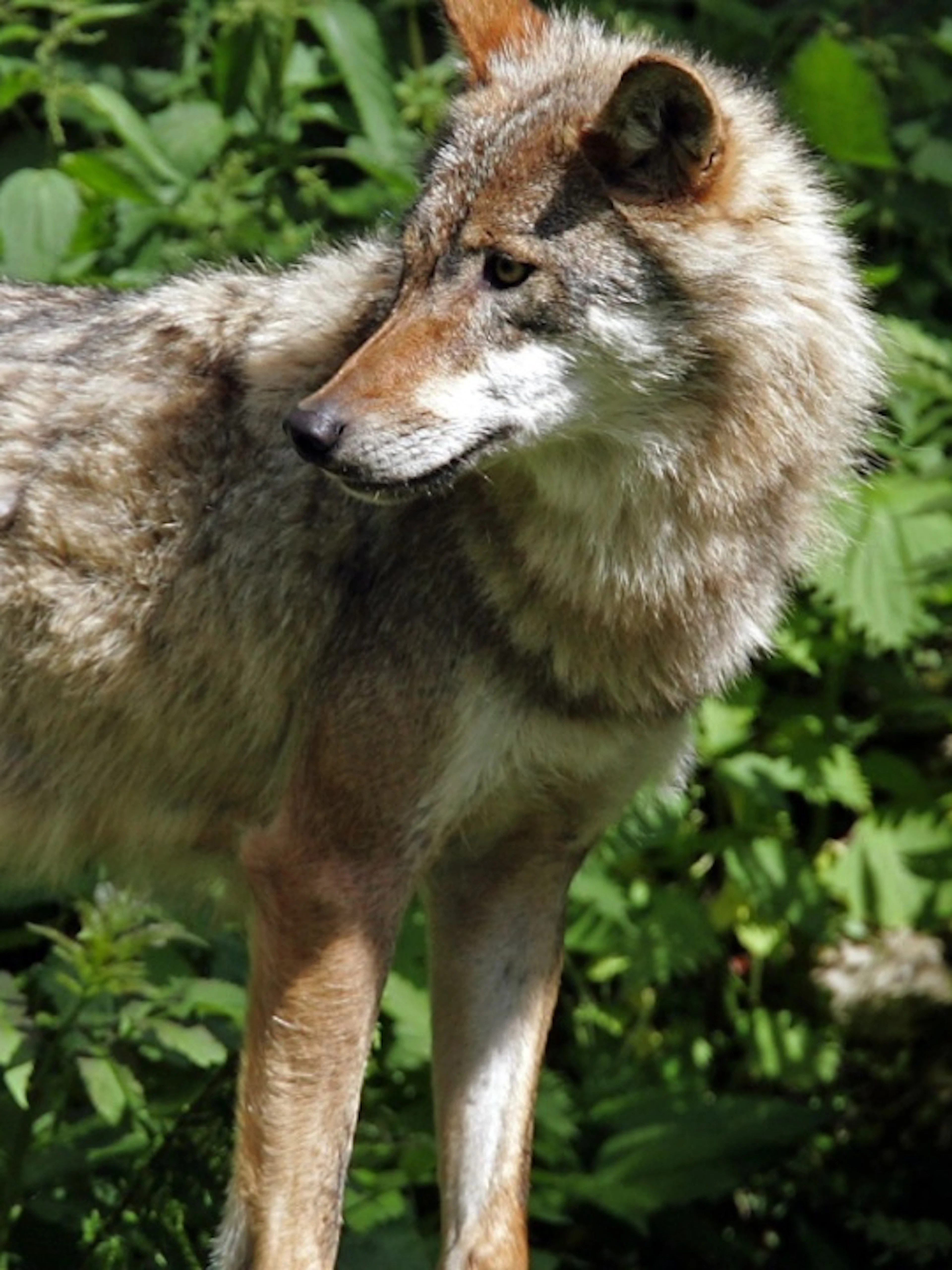 Le loup pourrait être repoussé par des odeurs