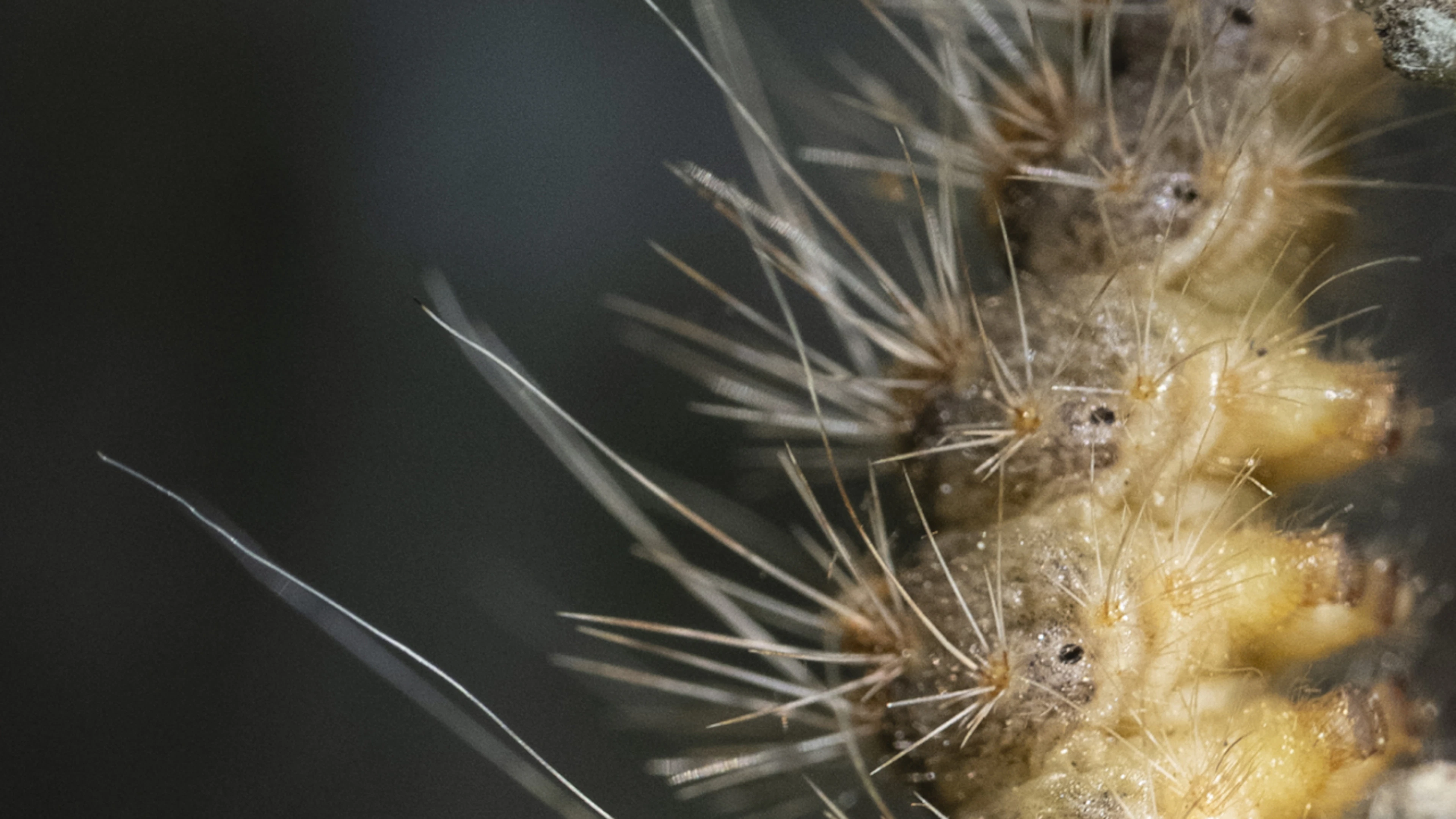 Infestation de chenilles processionnaires en Suisse: faut-il s'inquiéter ?